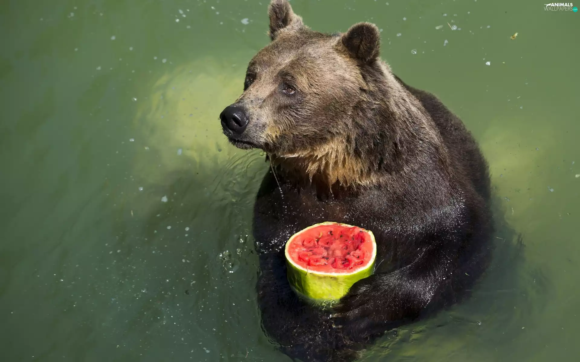 water, Bear, fruit