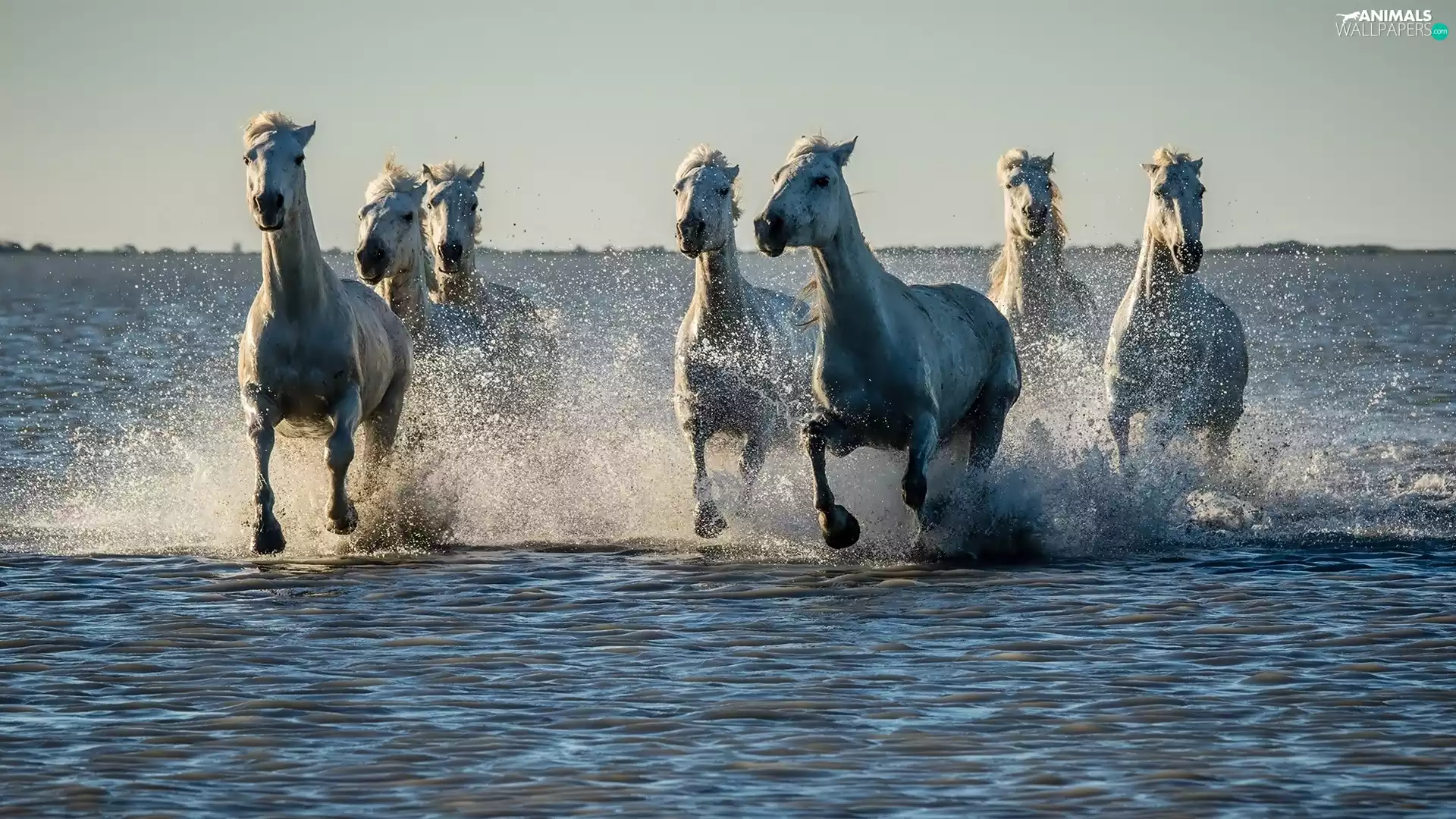 water, bloodstock, gear