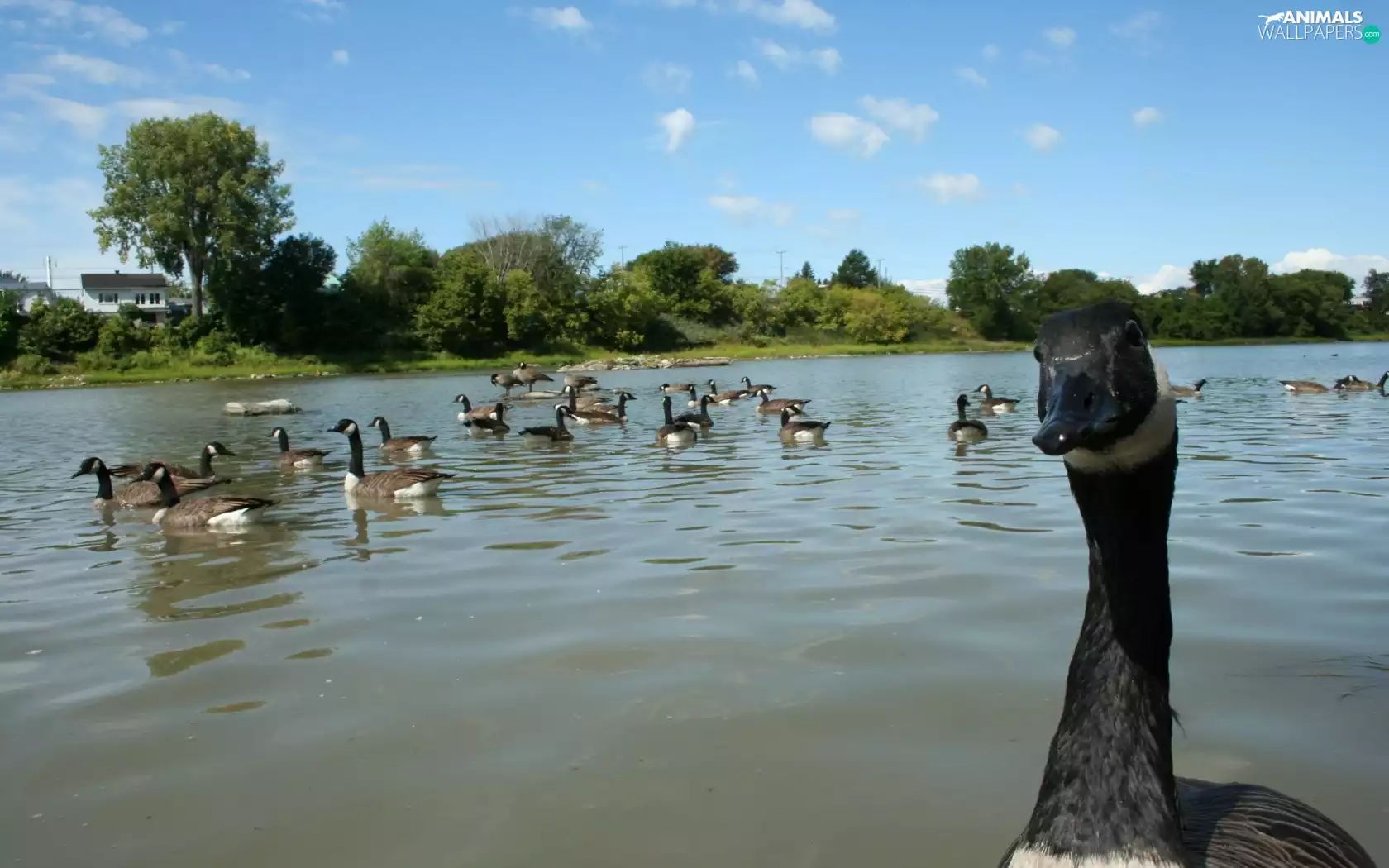 water, Canadian, geese