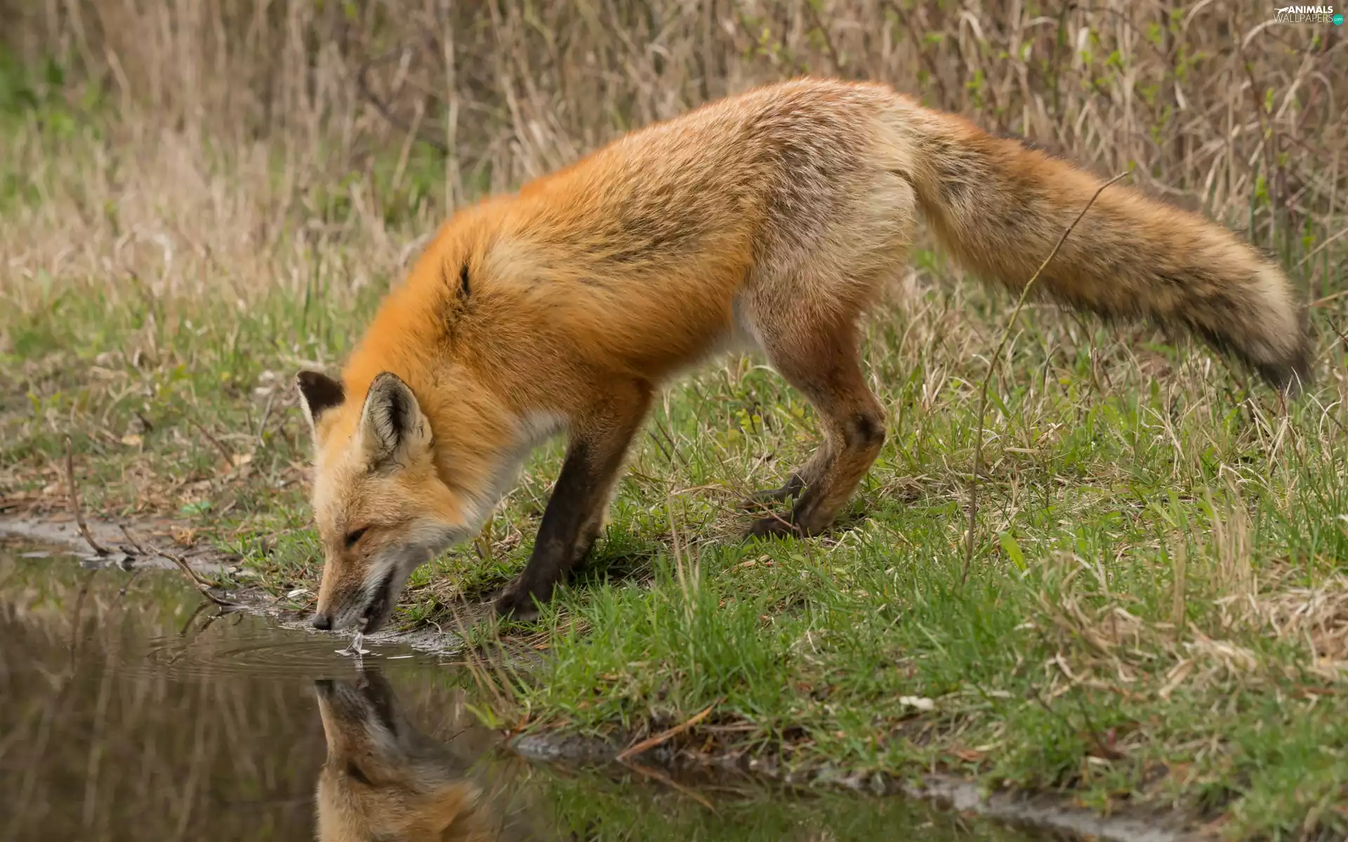 water, Fox, grass