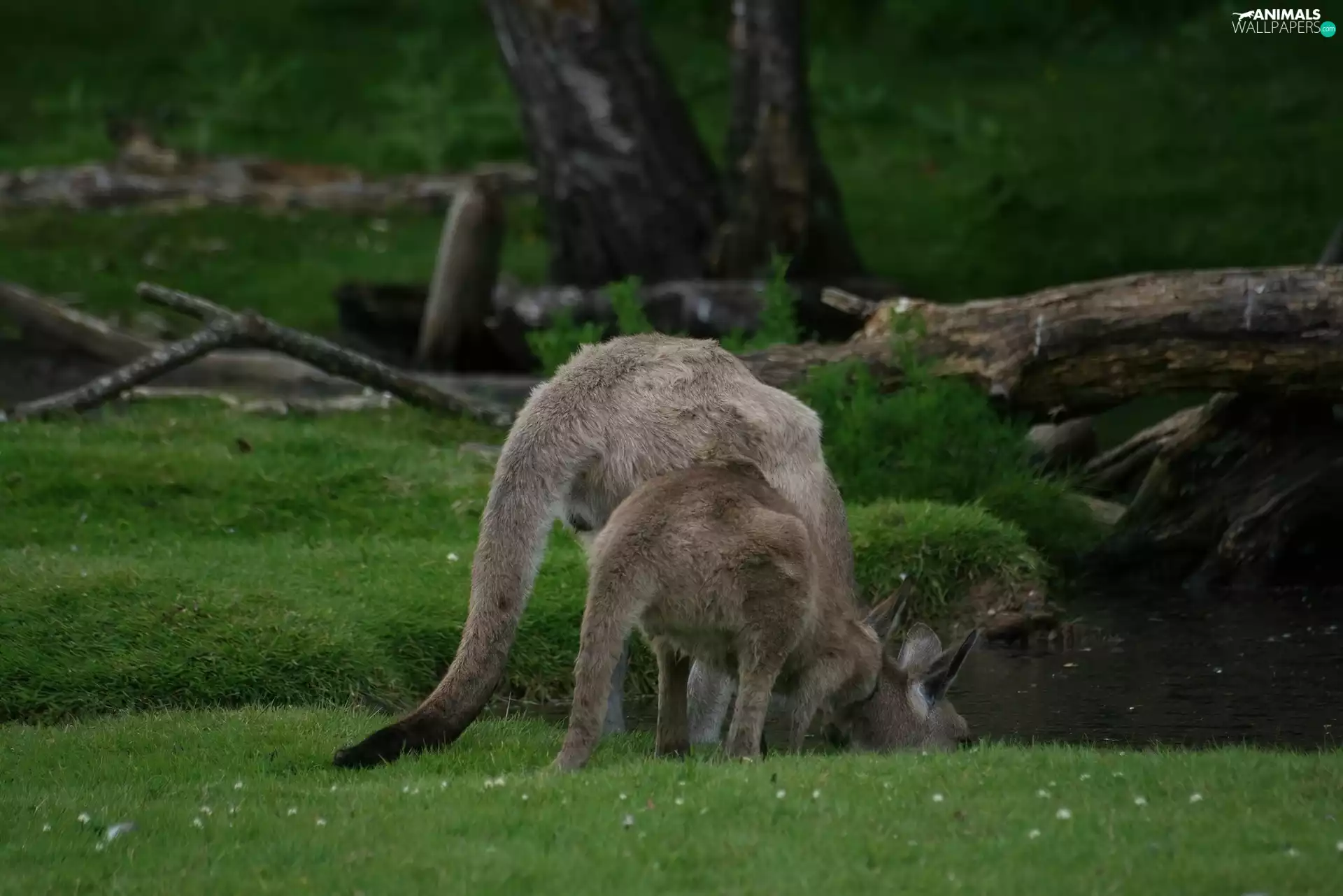 water, kangaroo, grass