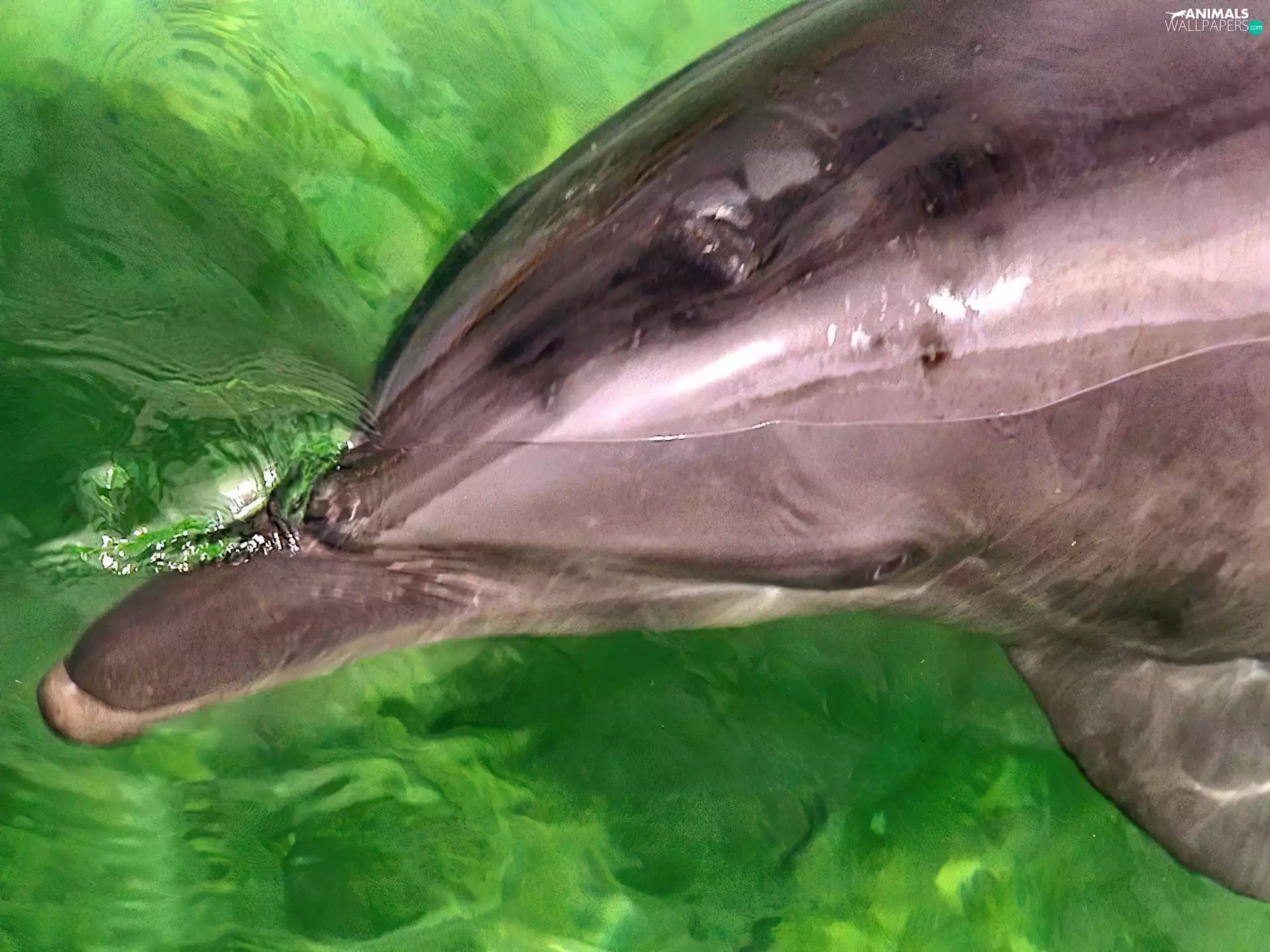 water, dolphin, Green