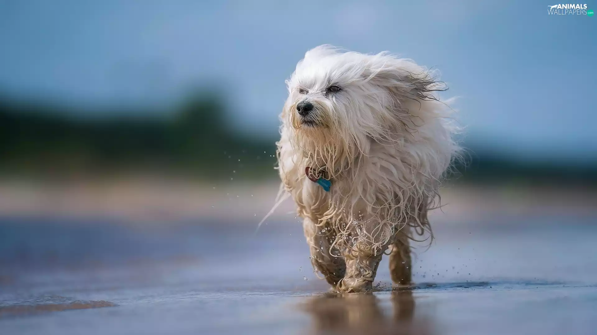 water, dog, Havanese