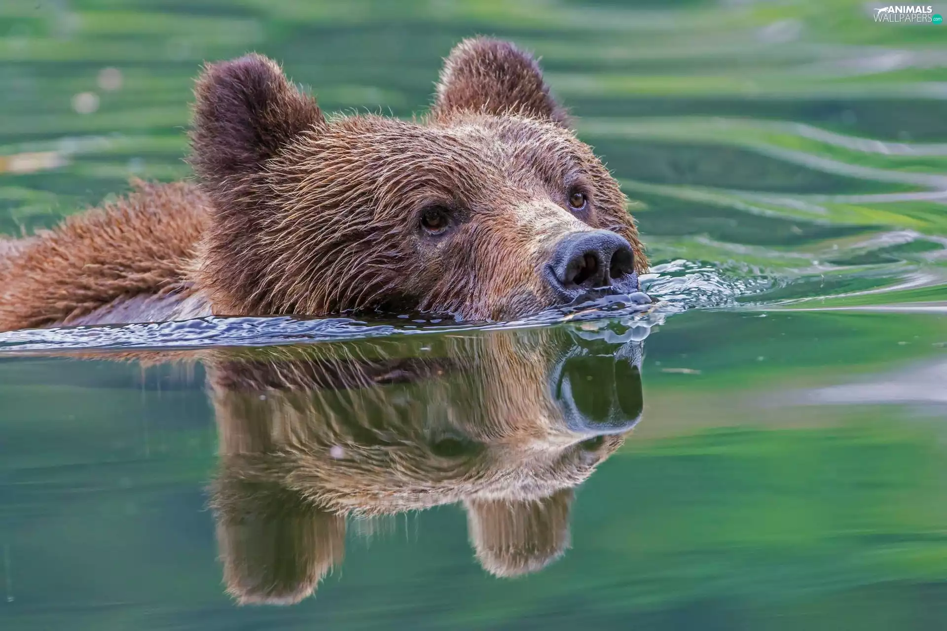 water, Bear, Head