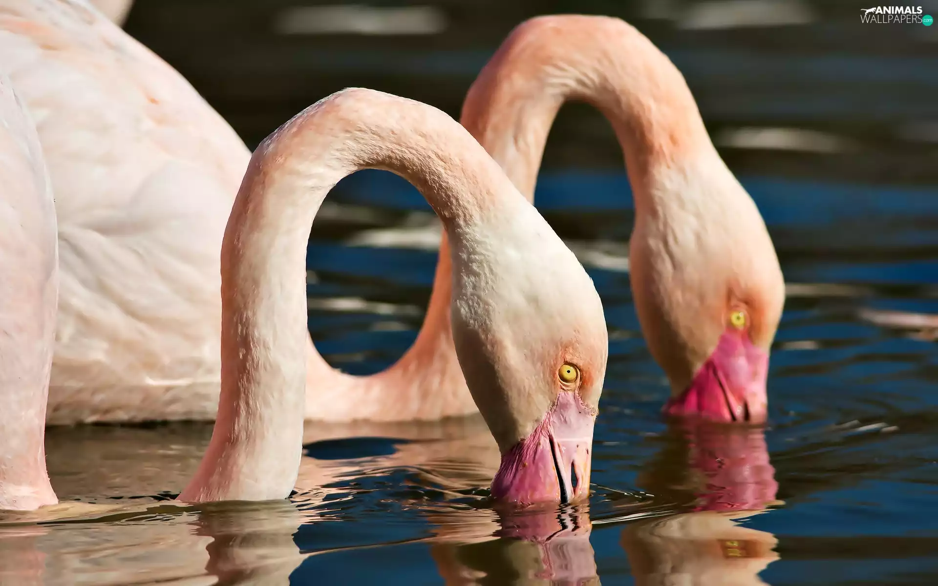 water, Flamingos, head