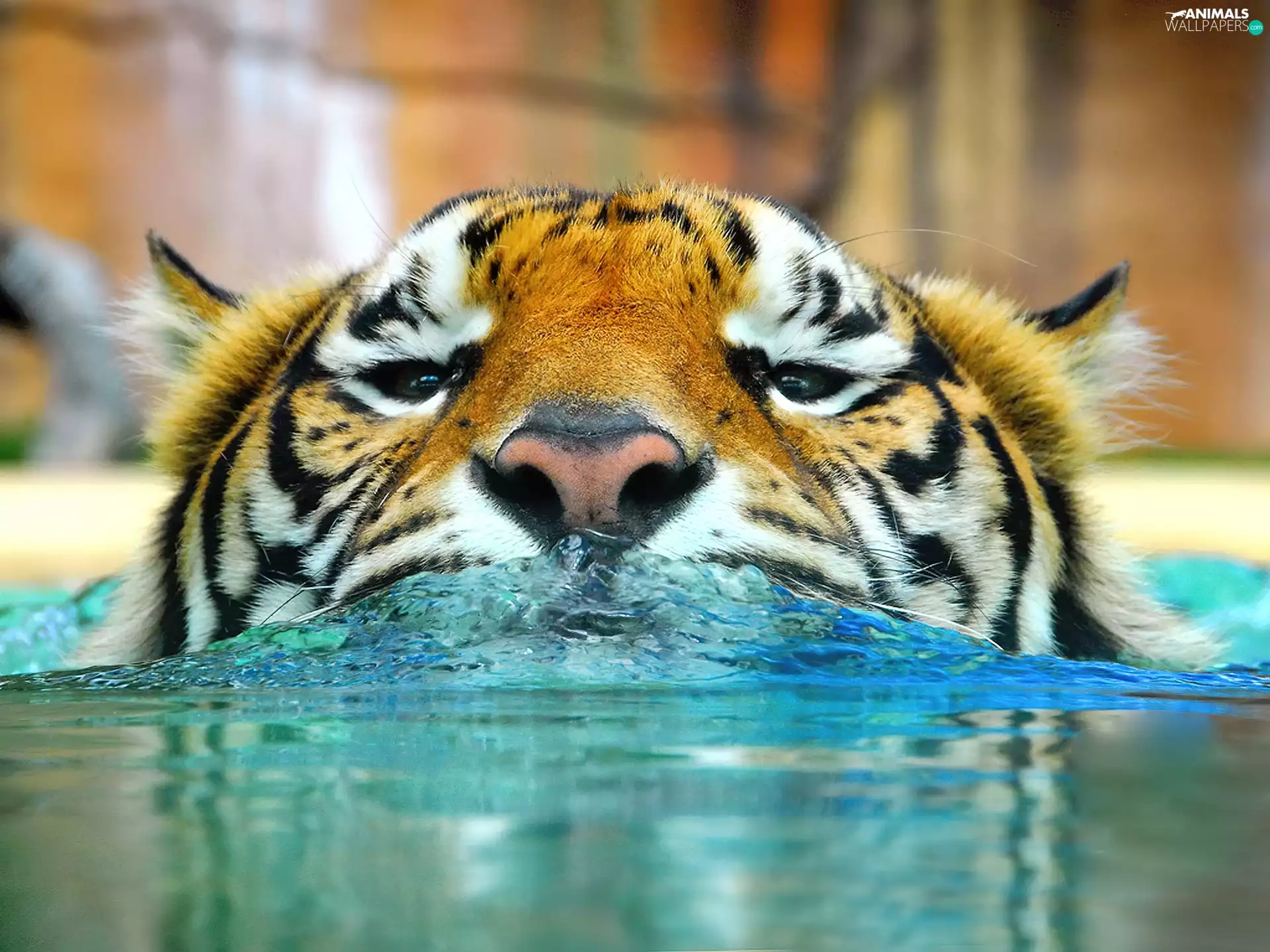water, tiger, Head