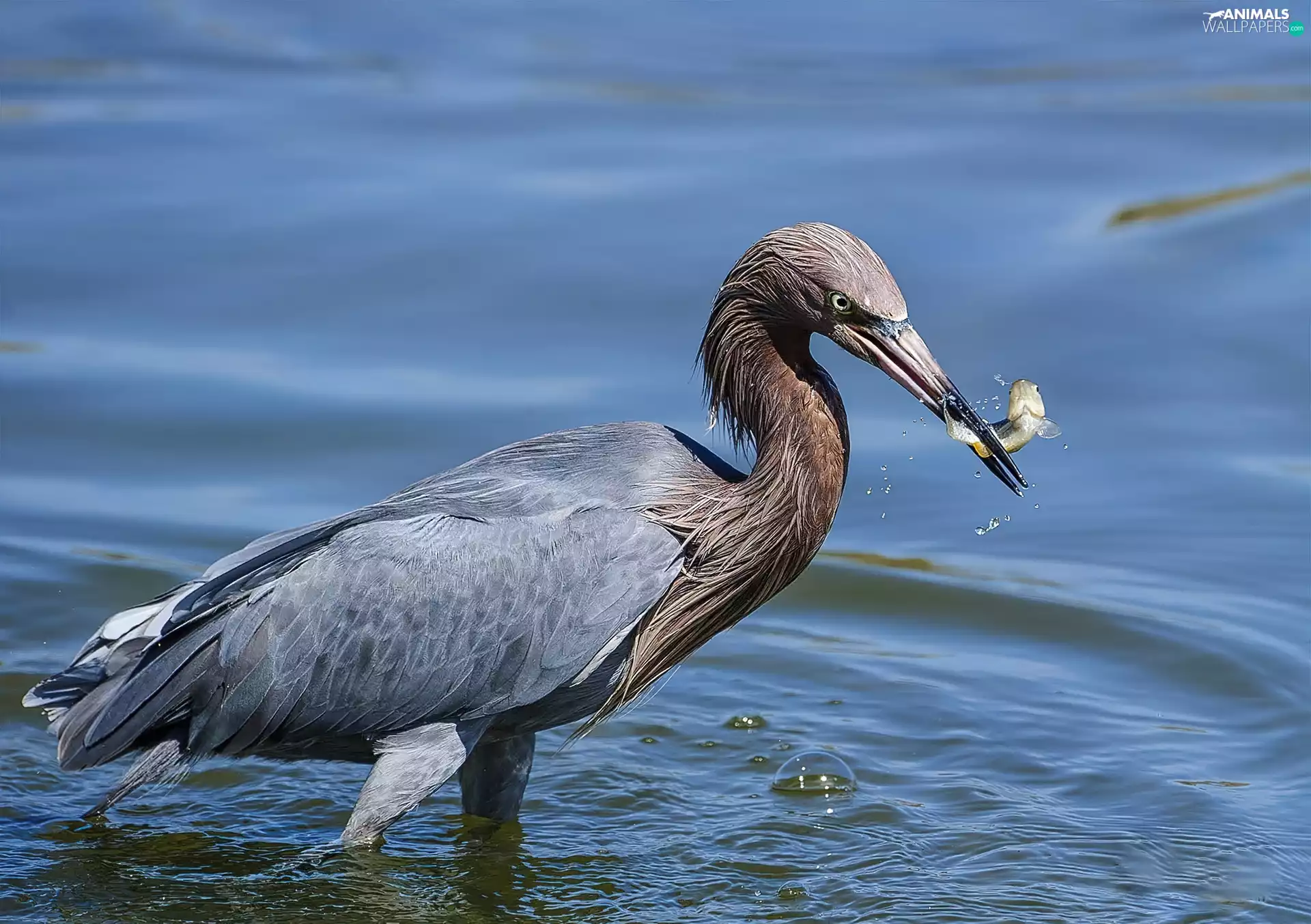 heron, Fishing, Fish, water