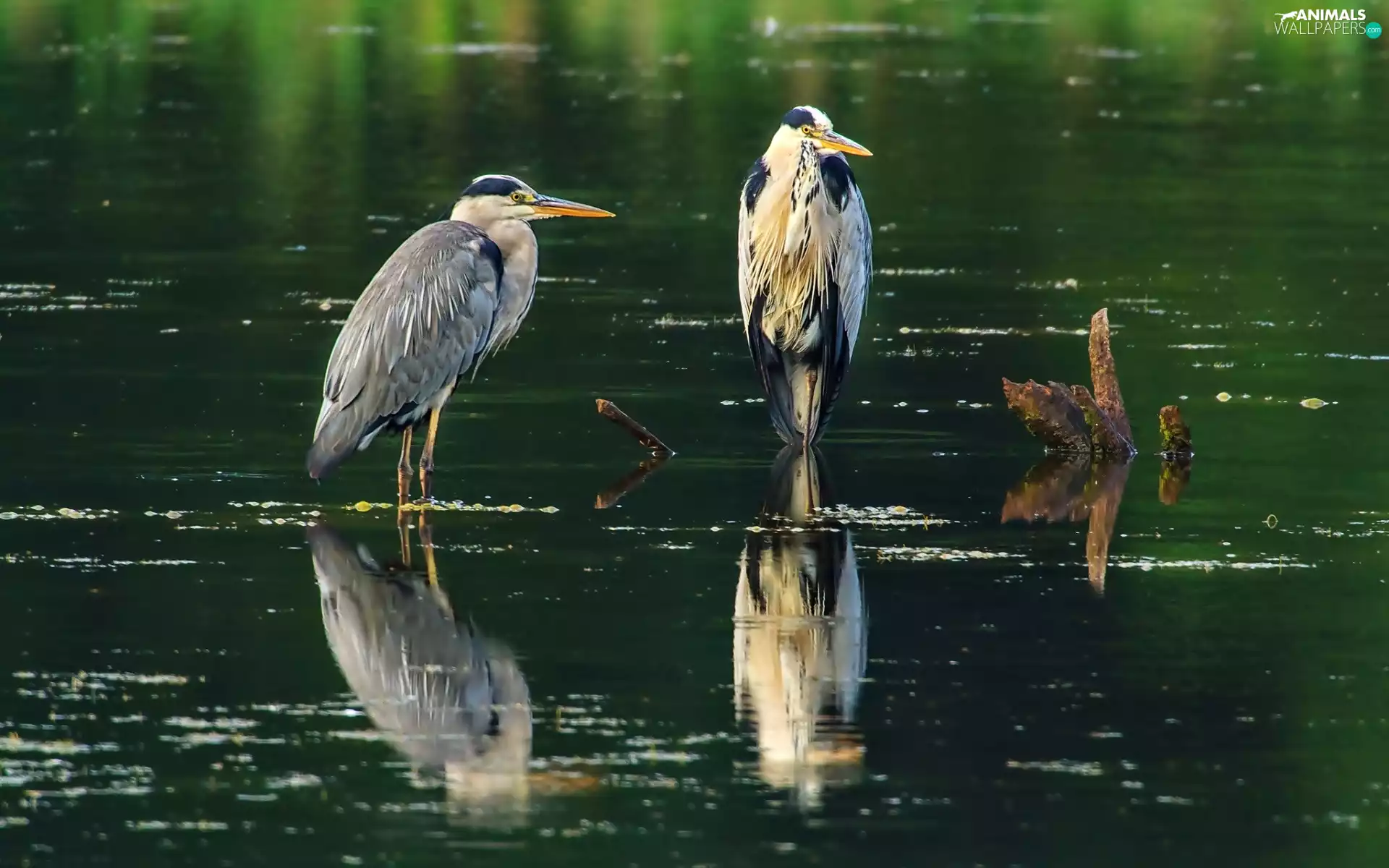water, Two, herons