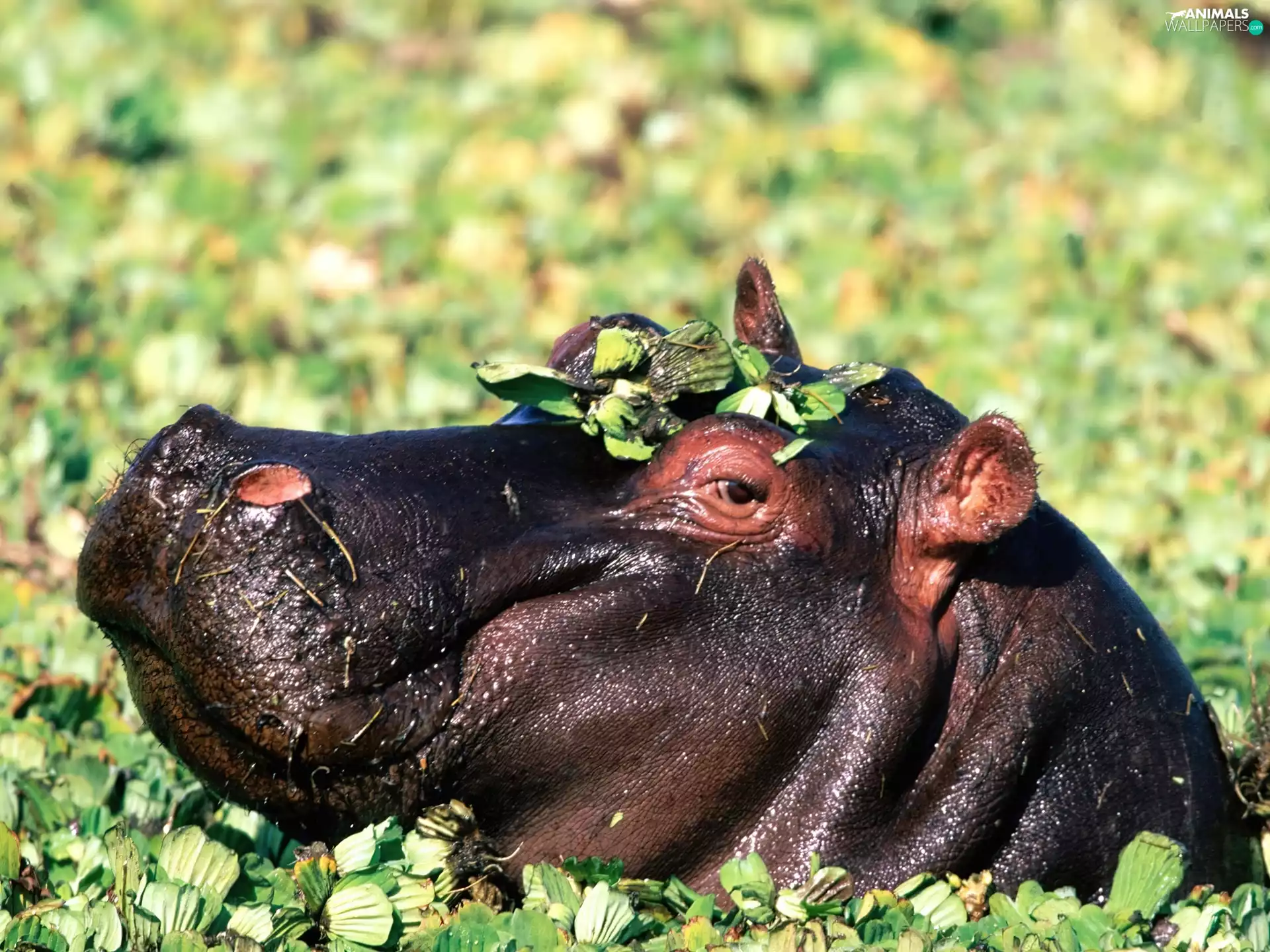 hippo, Plants, shine, water