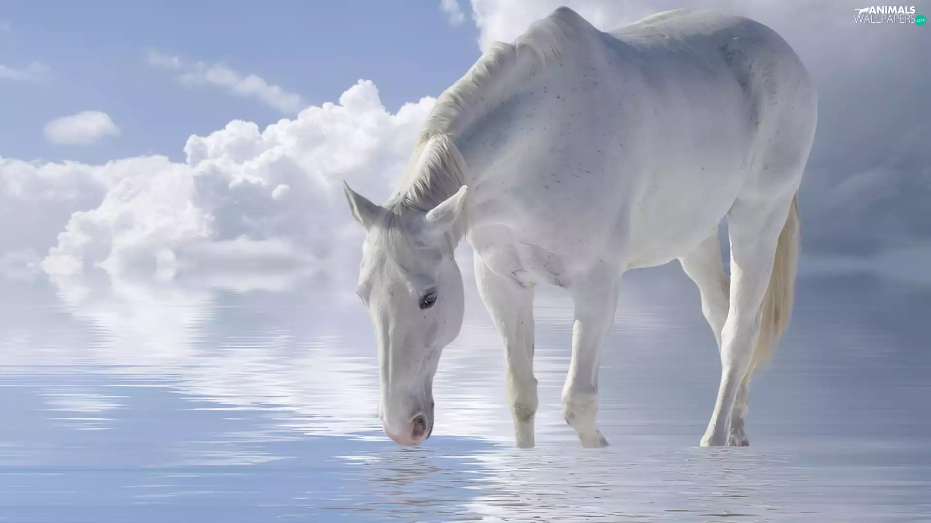 Horse, Sky, clouds, water