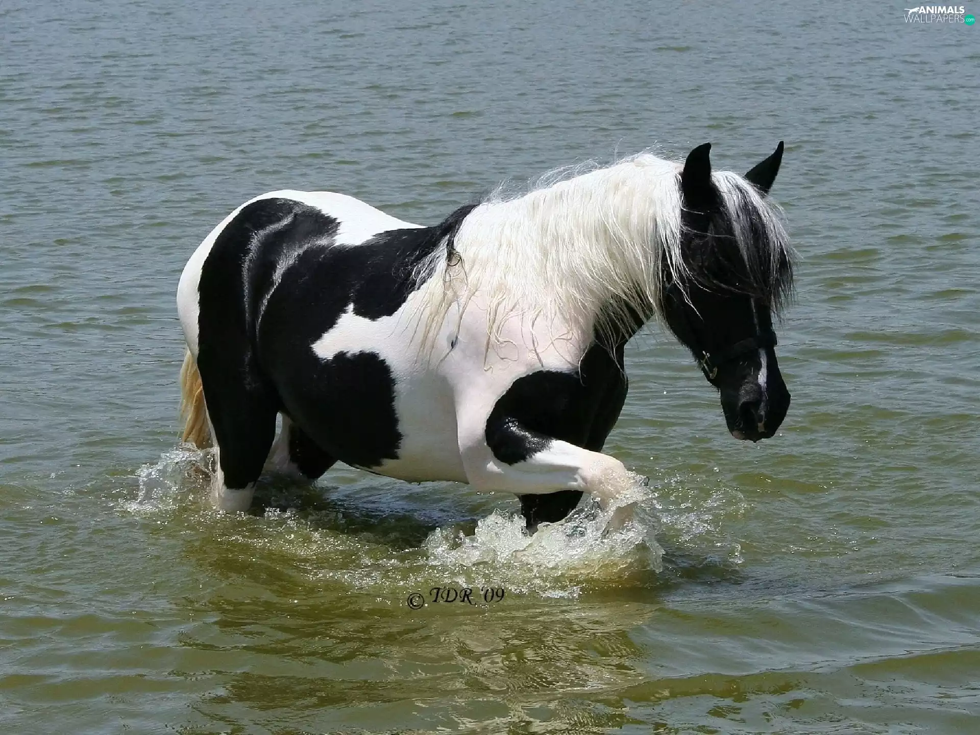 water, pinto, Horse
