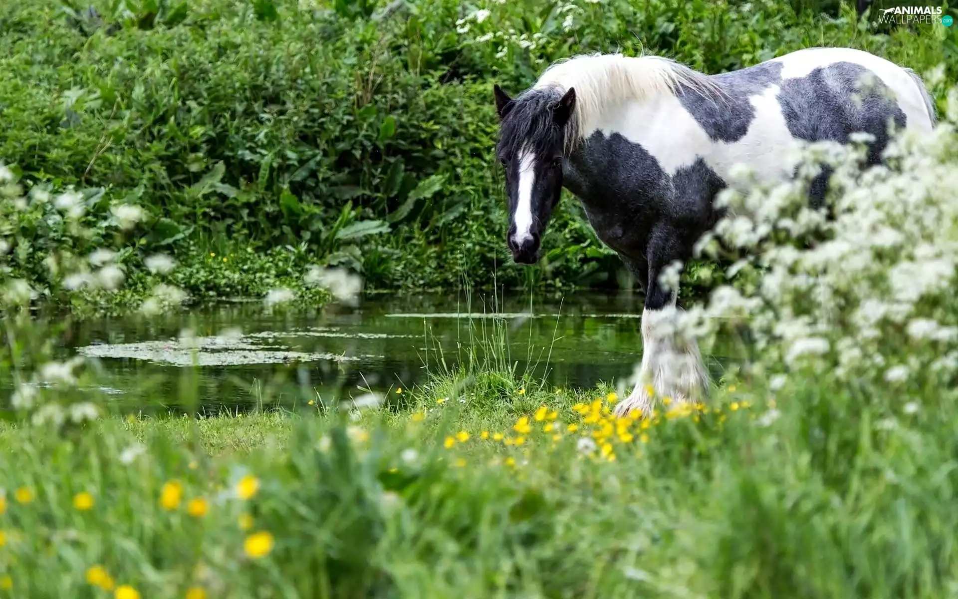 Pond - car, VEGETATION, water, River, Horse