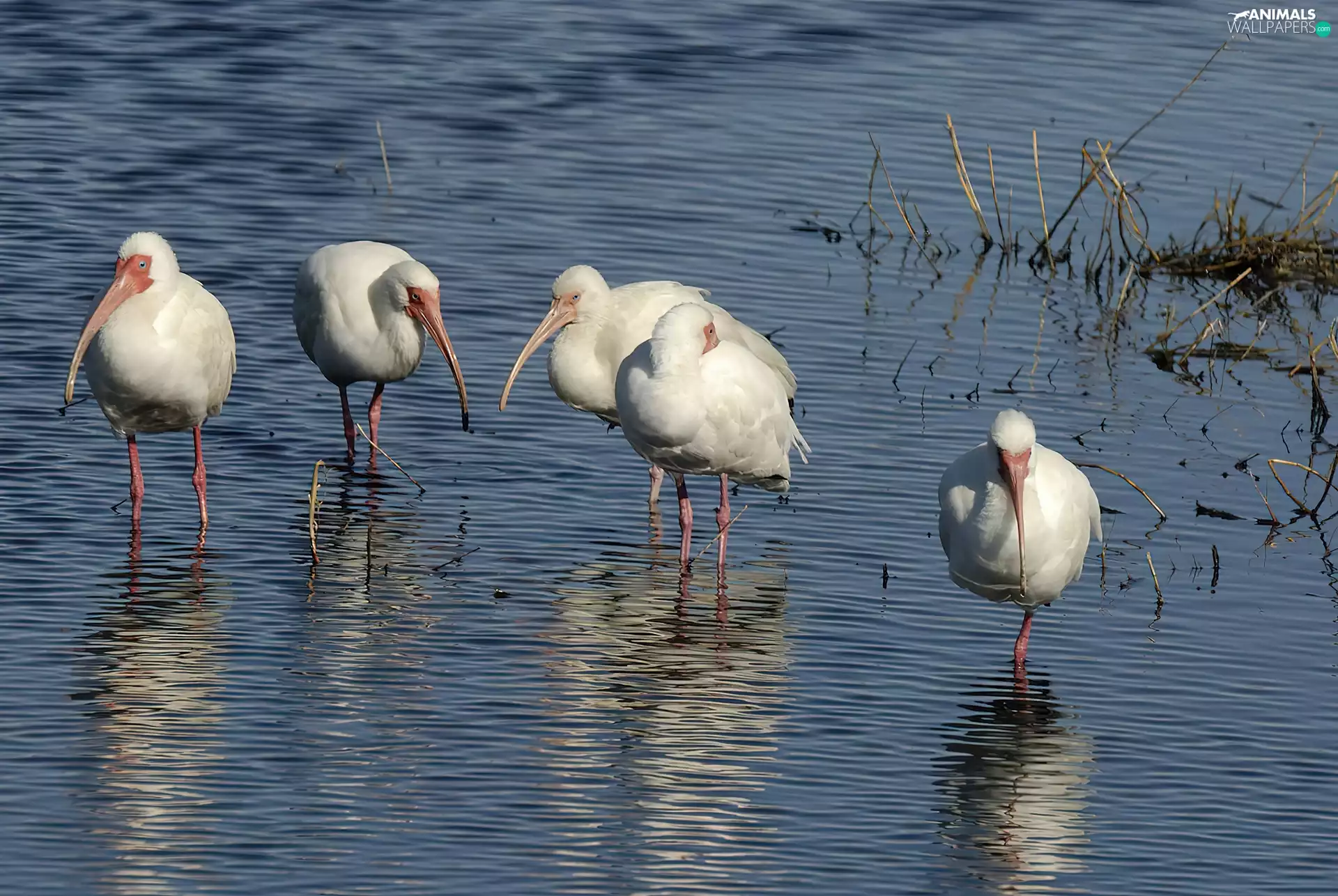 water, White, ibises
