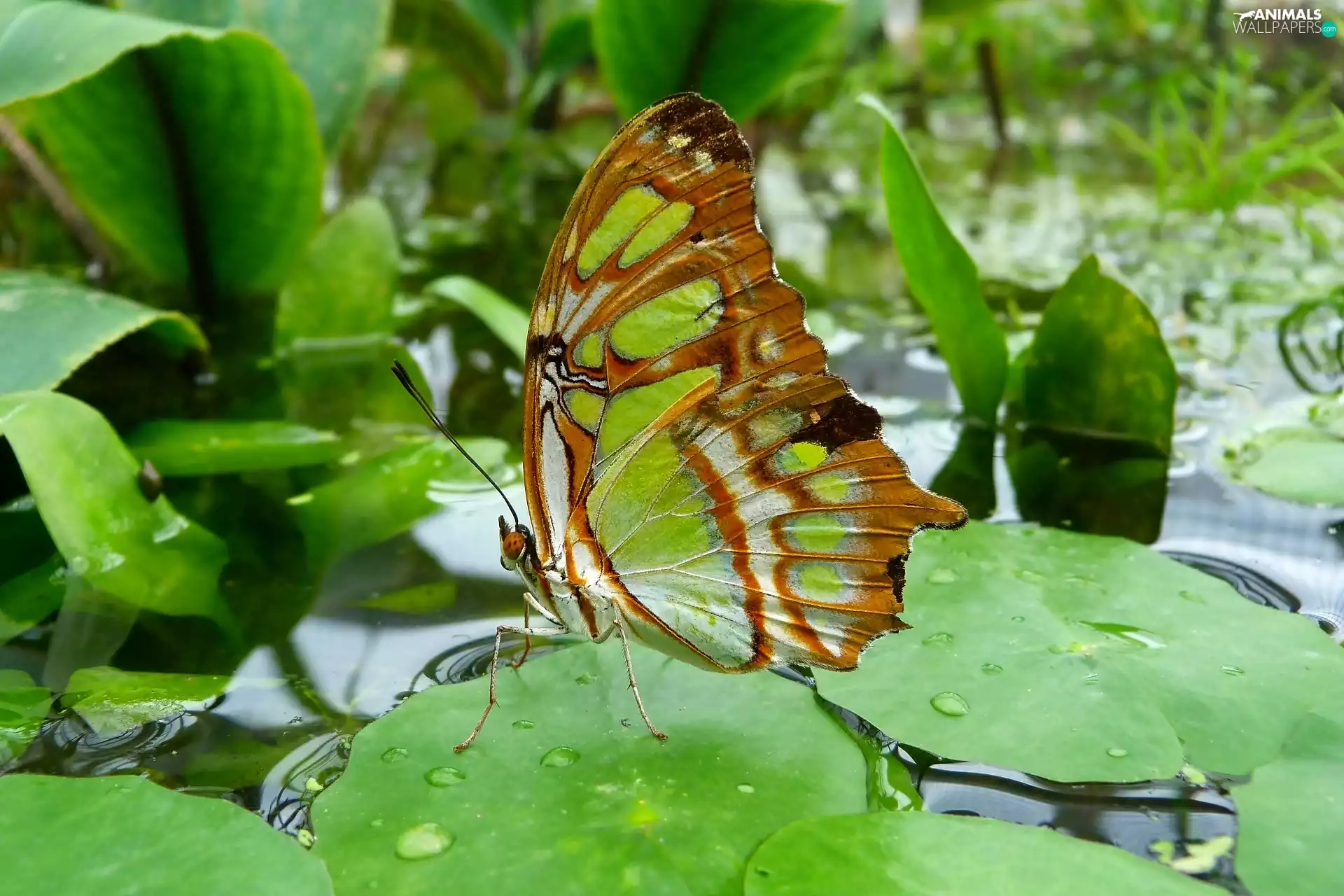 Leaf, Malachite Butterfly, water