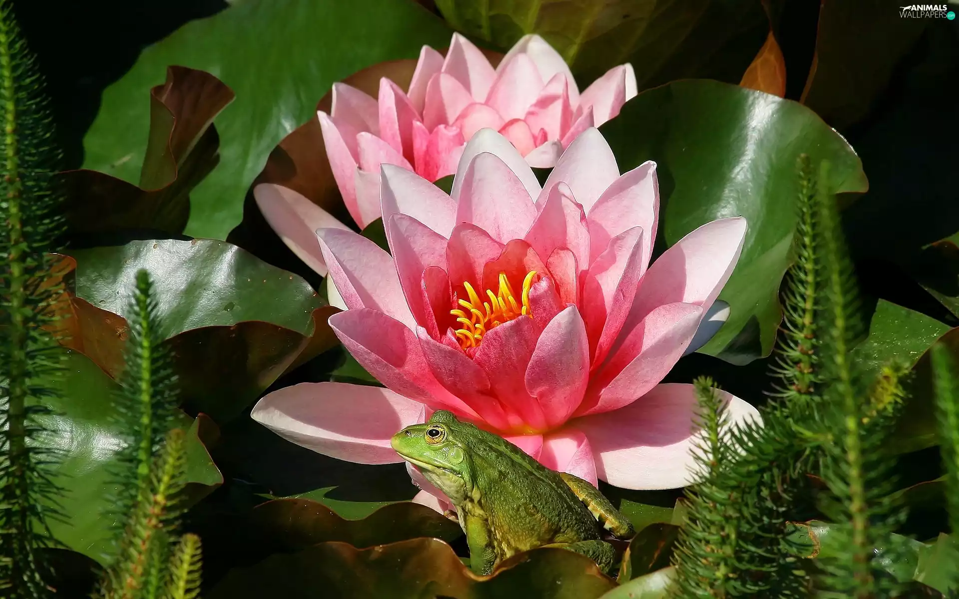 lilies, frog, Leaf, water