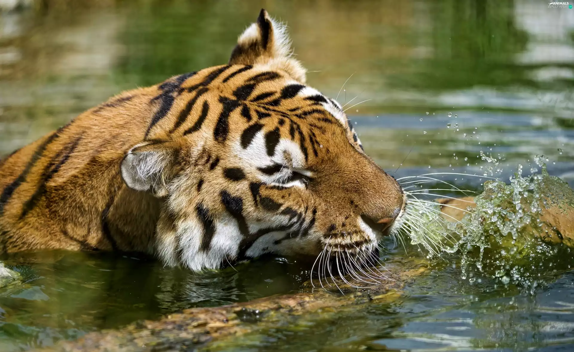 water, tiger, Log