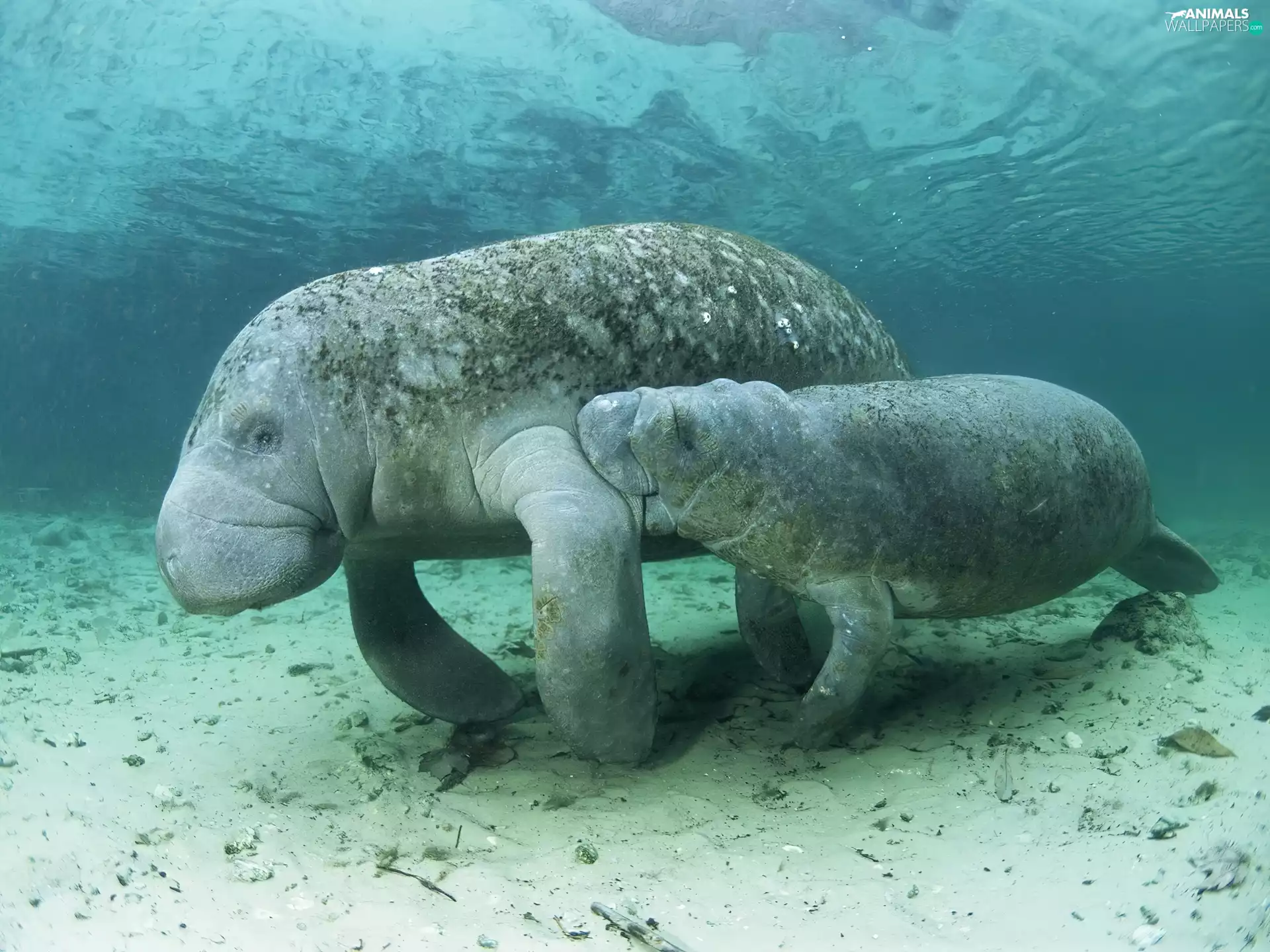 water, manatees