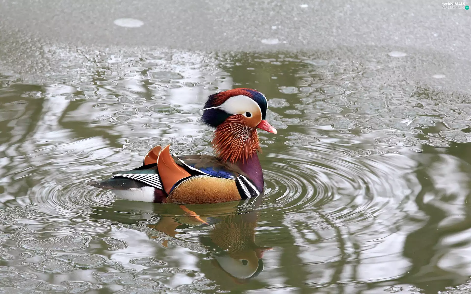 water, duck, mandarine