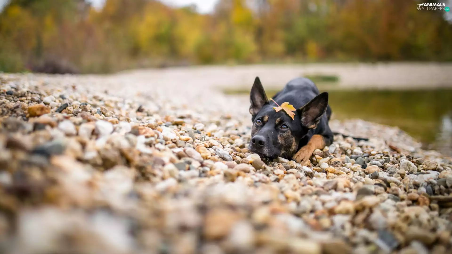Stones, water, muzzle, leaf, dog