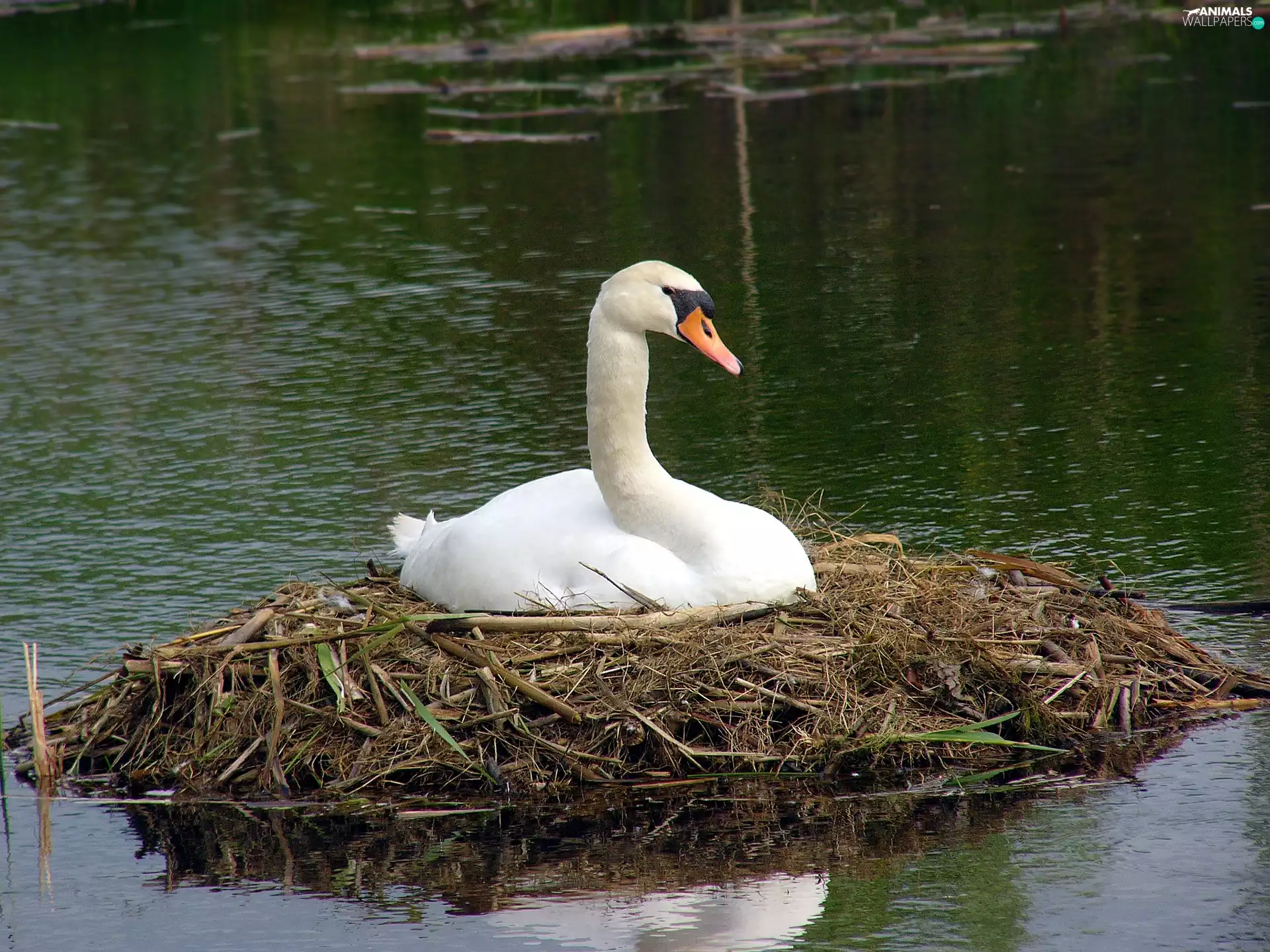 water, Swans, nest