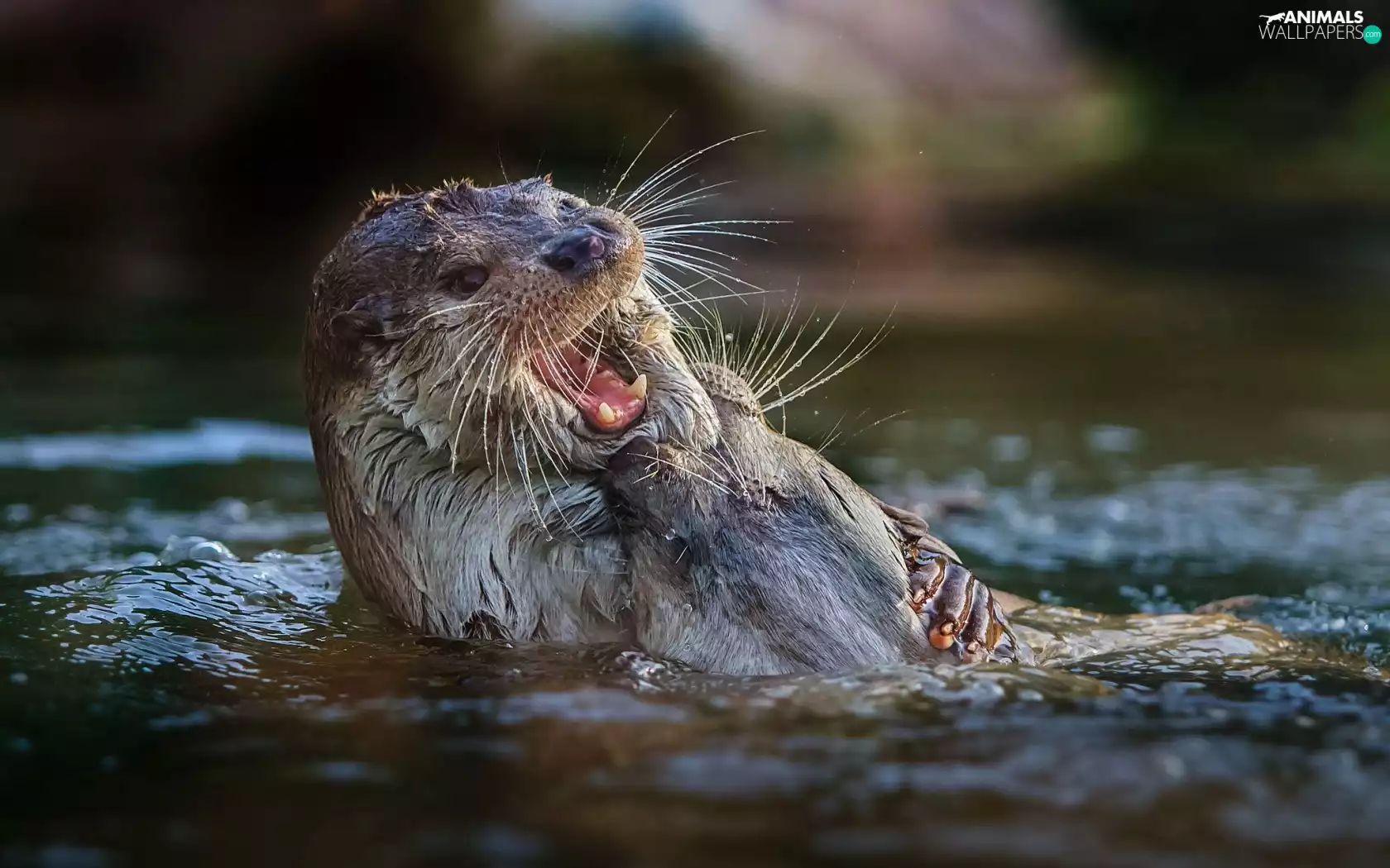 water, Two, otters