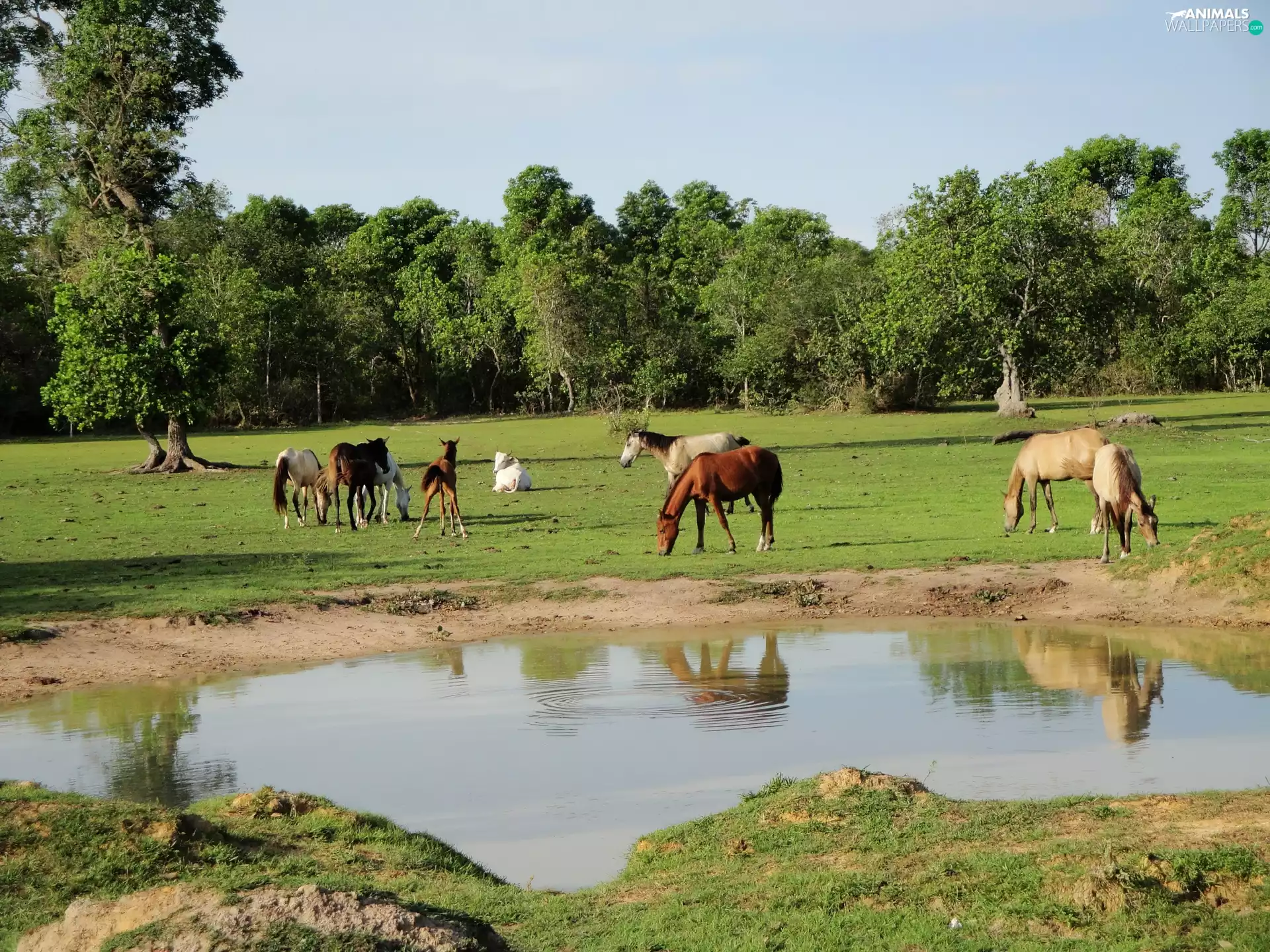 viewes, water, pasture, trees, bloodstock