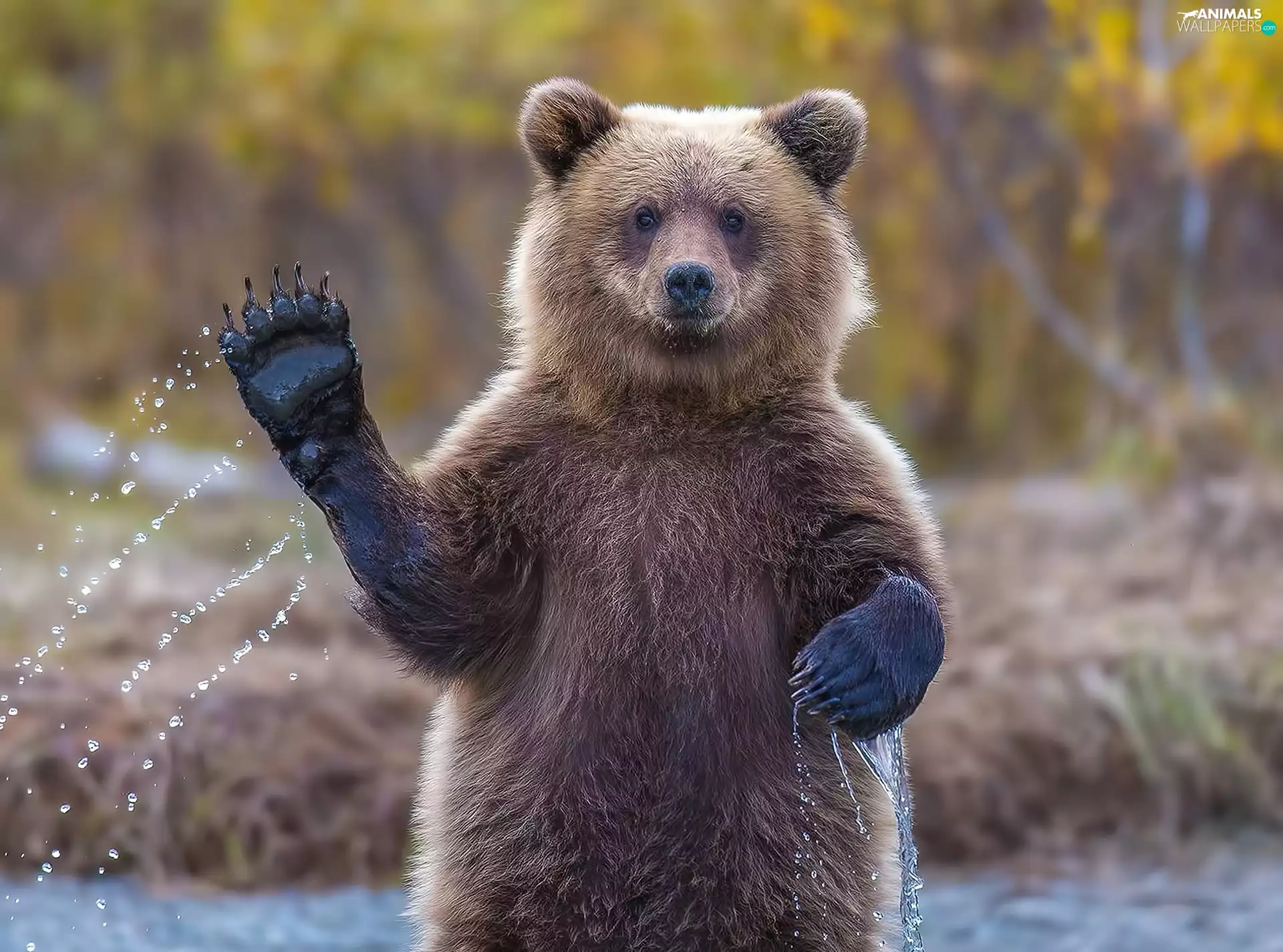 water, Bear, paw
