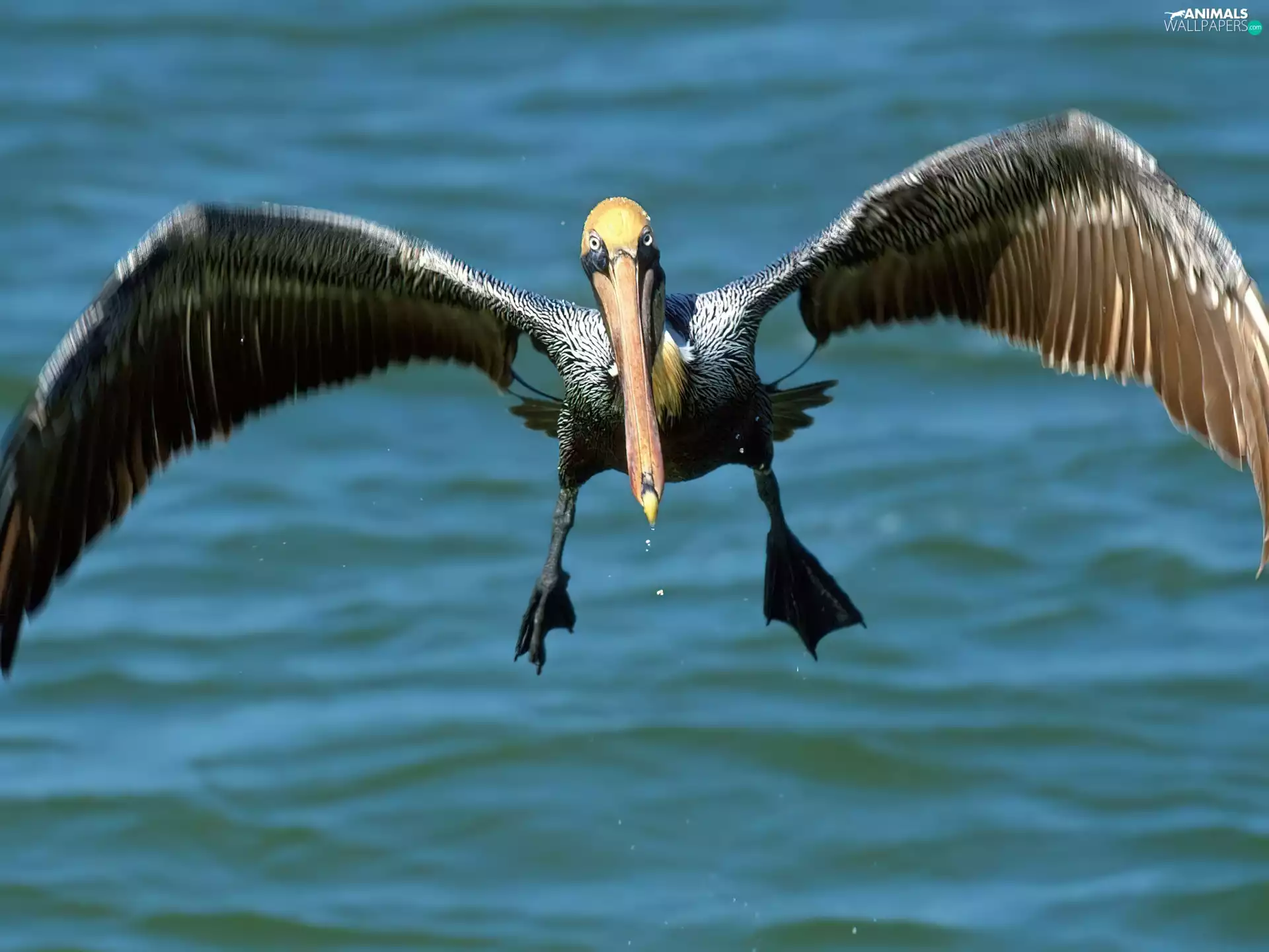 water bird, pelican