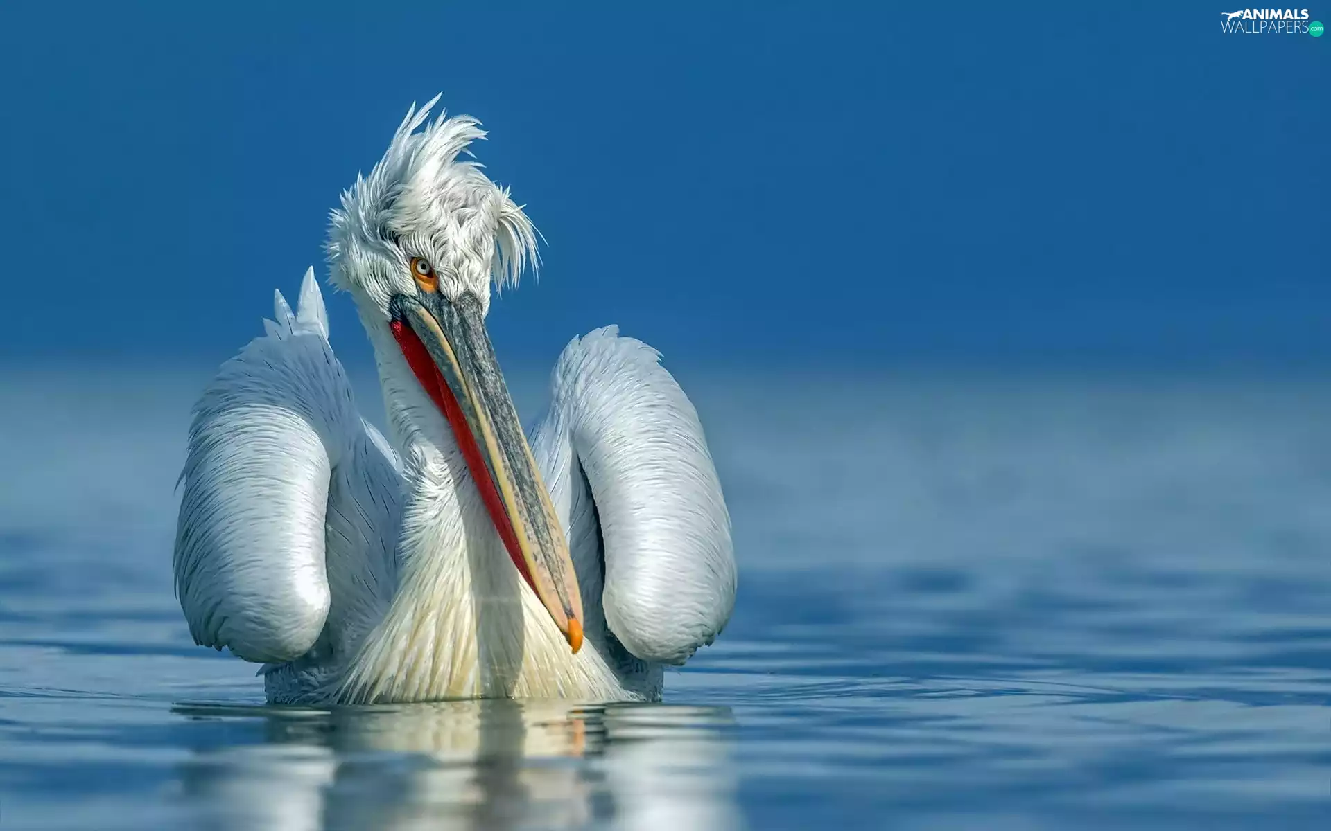 water, Disheveled, pelican