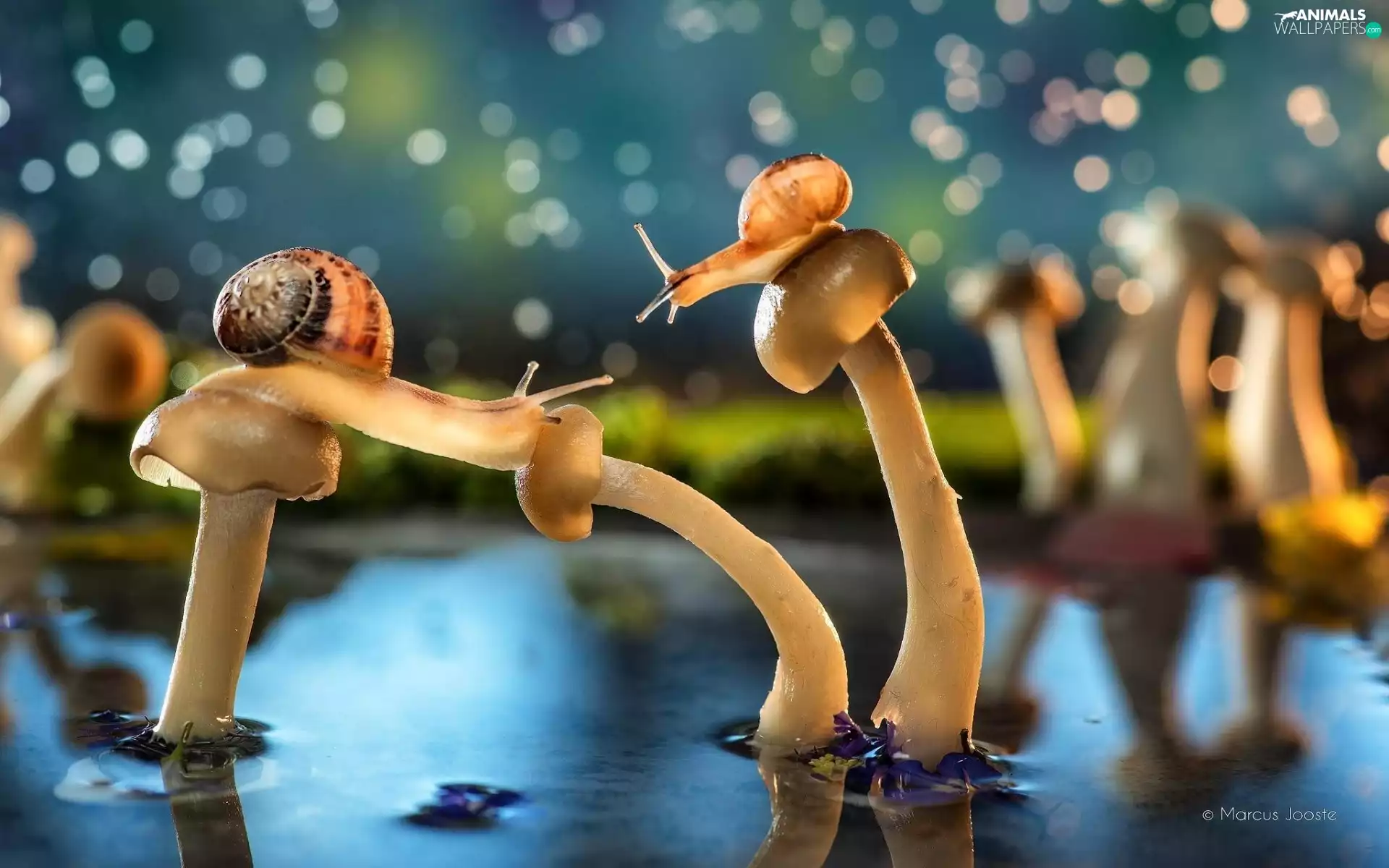 mushrooms, water, Pond - car, Snails