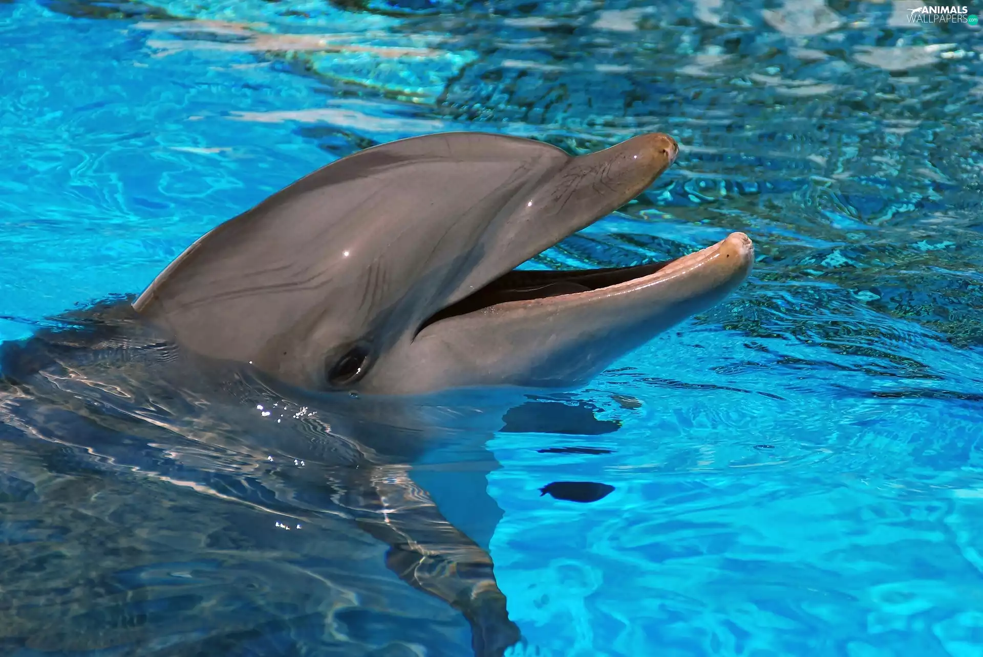 water, dolphin, Pool