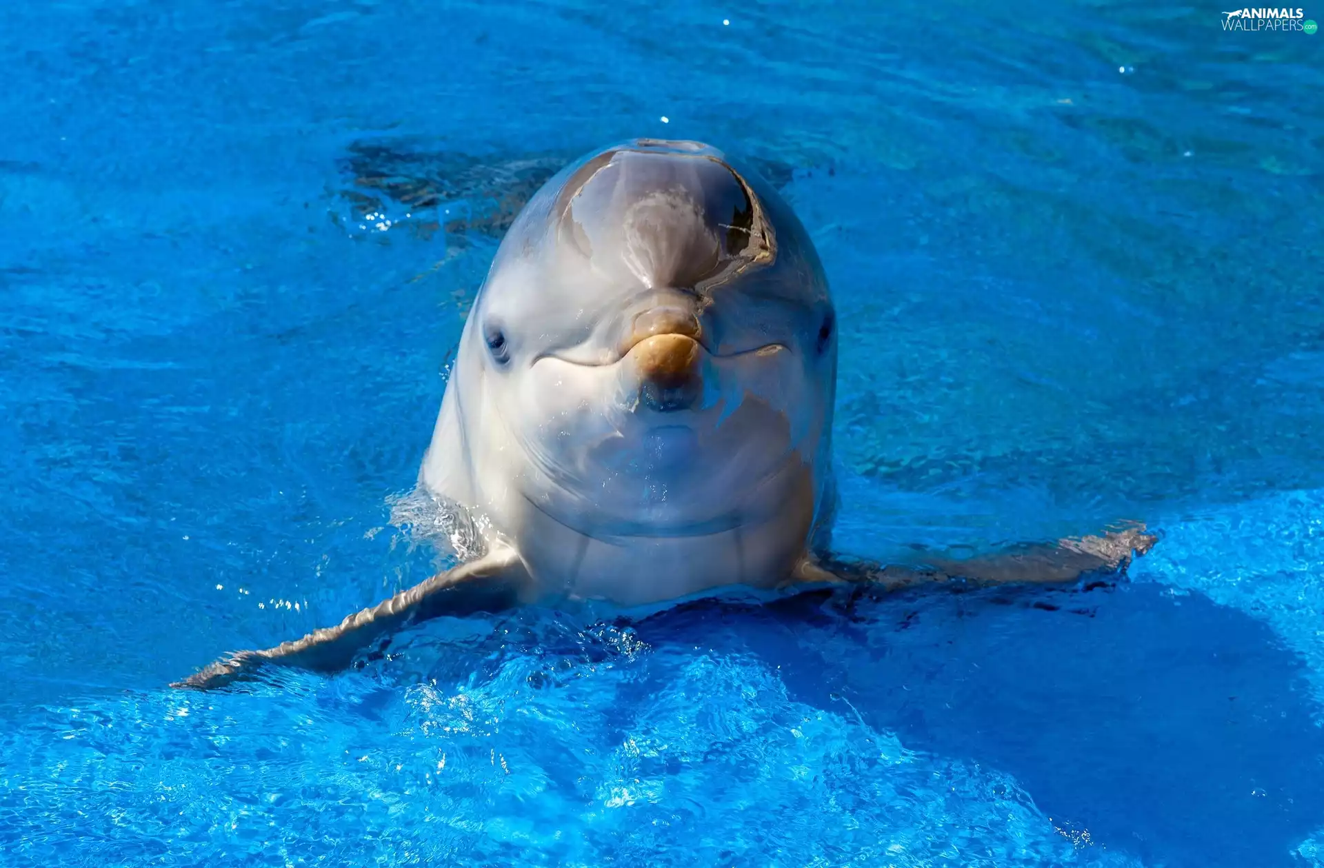 water, Dolphin, Pool