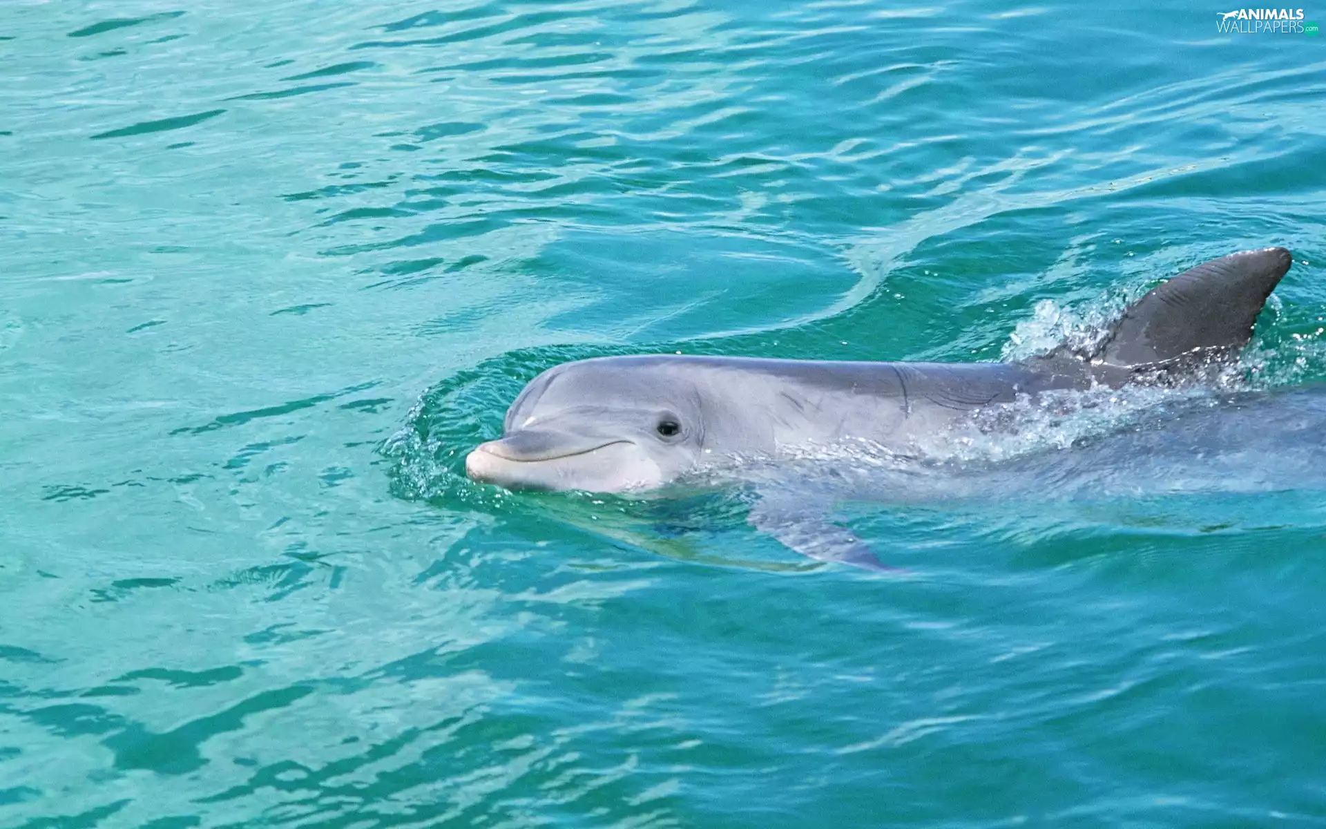 water, dolphin, Pool