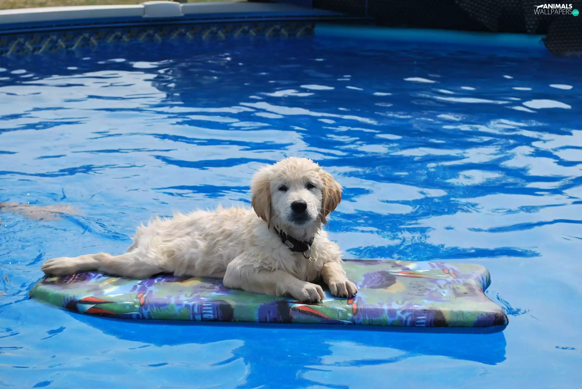 Pool, Golden Retriever, water