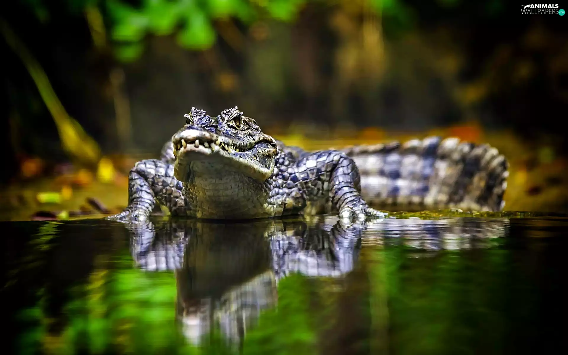 reflection, Australian Crocodile, water