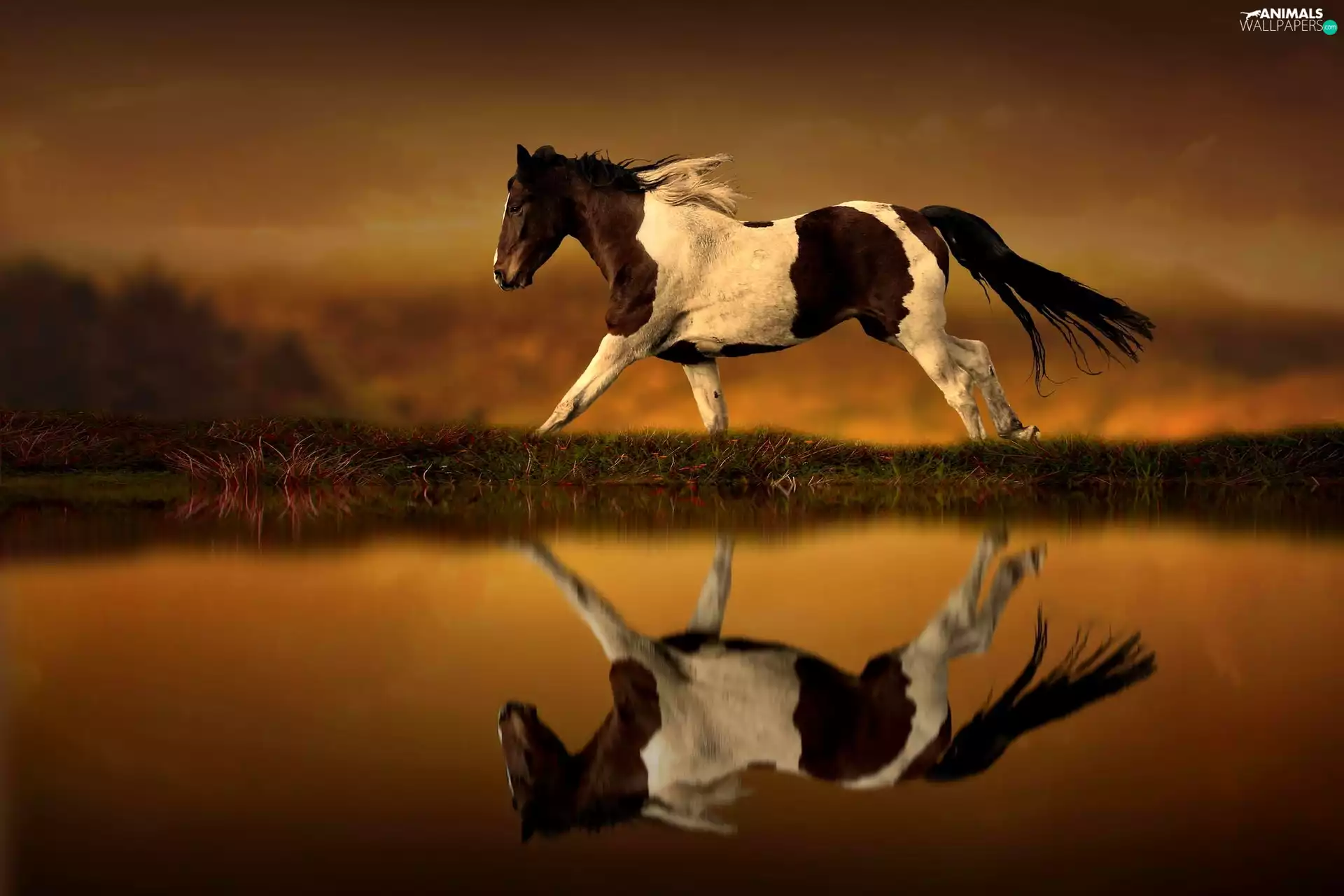 Horse, water, reflection, Great Sunsets