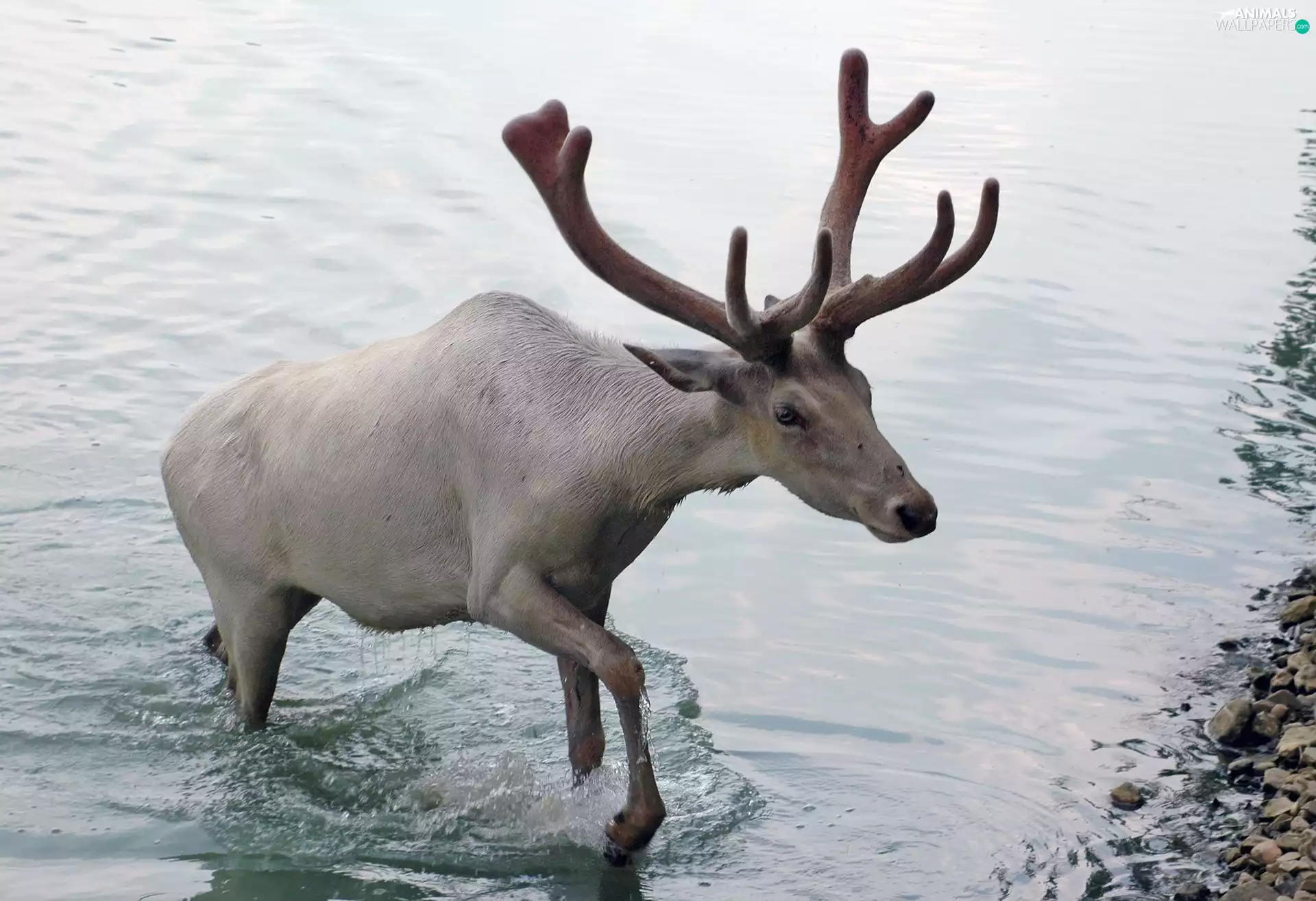 water, White, reindeer