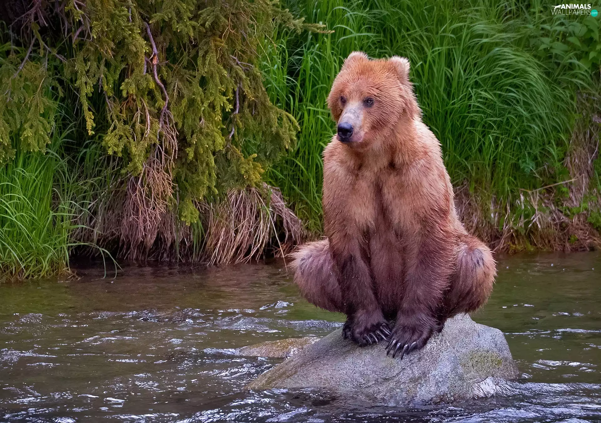 water, Bear, rocks