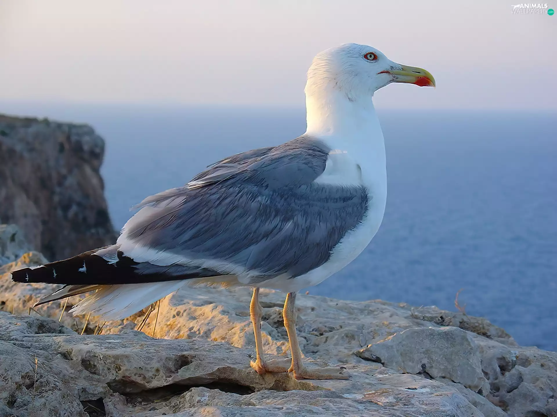 water, seagull, rocks