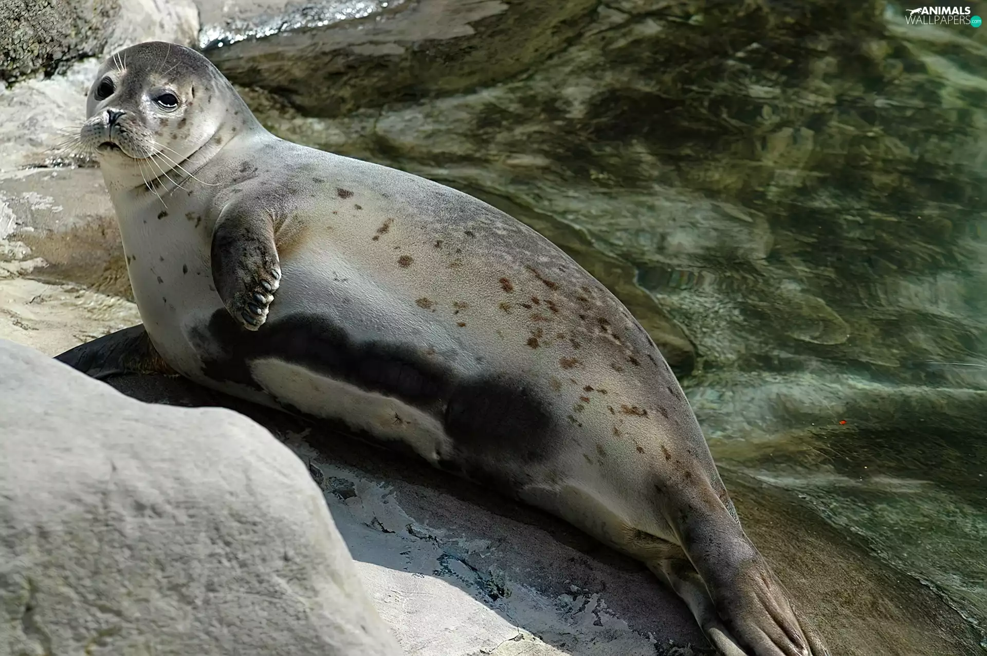 water, seal, Rocks