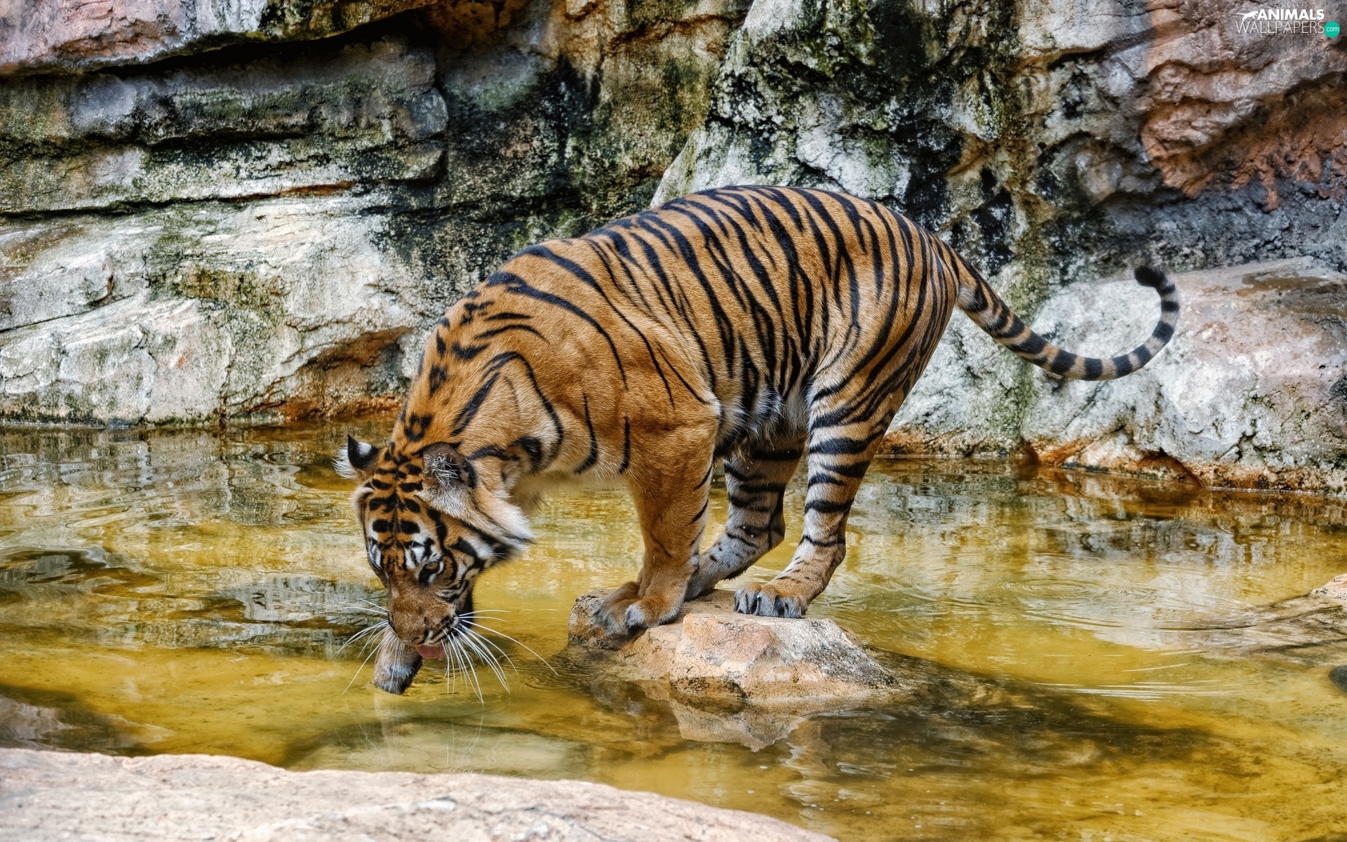 water, tiger, rocks