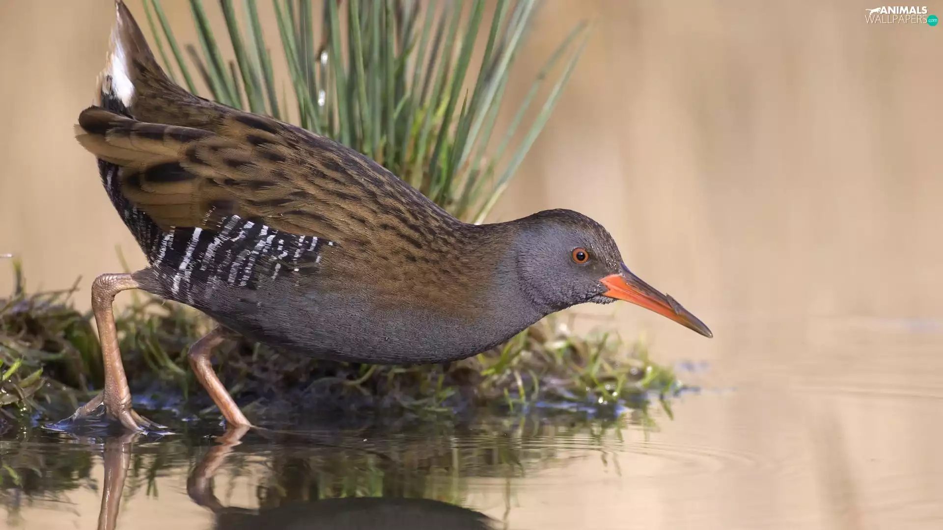 water, Bird, sandpiper
