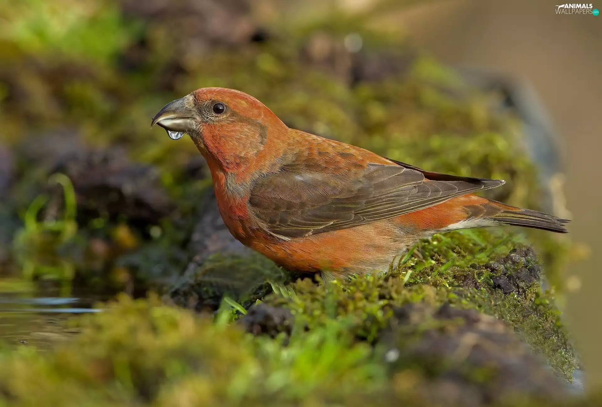 fuzzy, crossbill, drop, water, background, Scotch