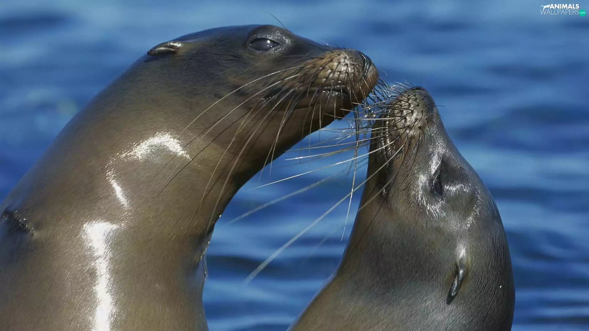 water, Two, seals