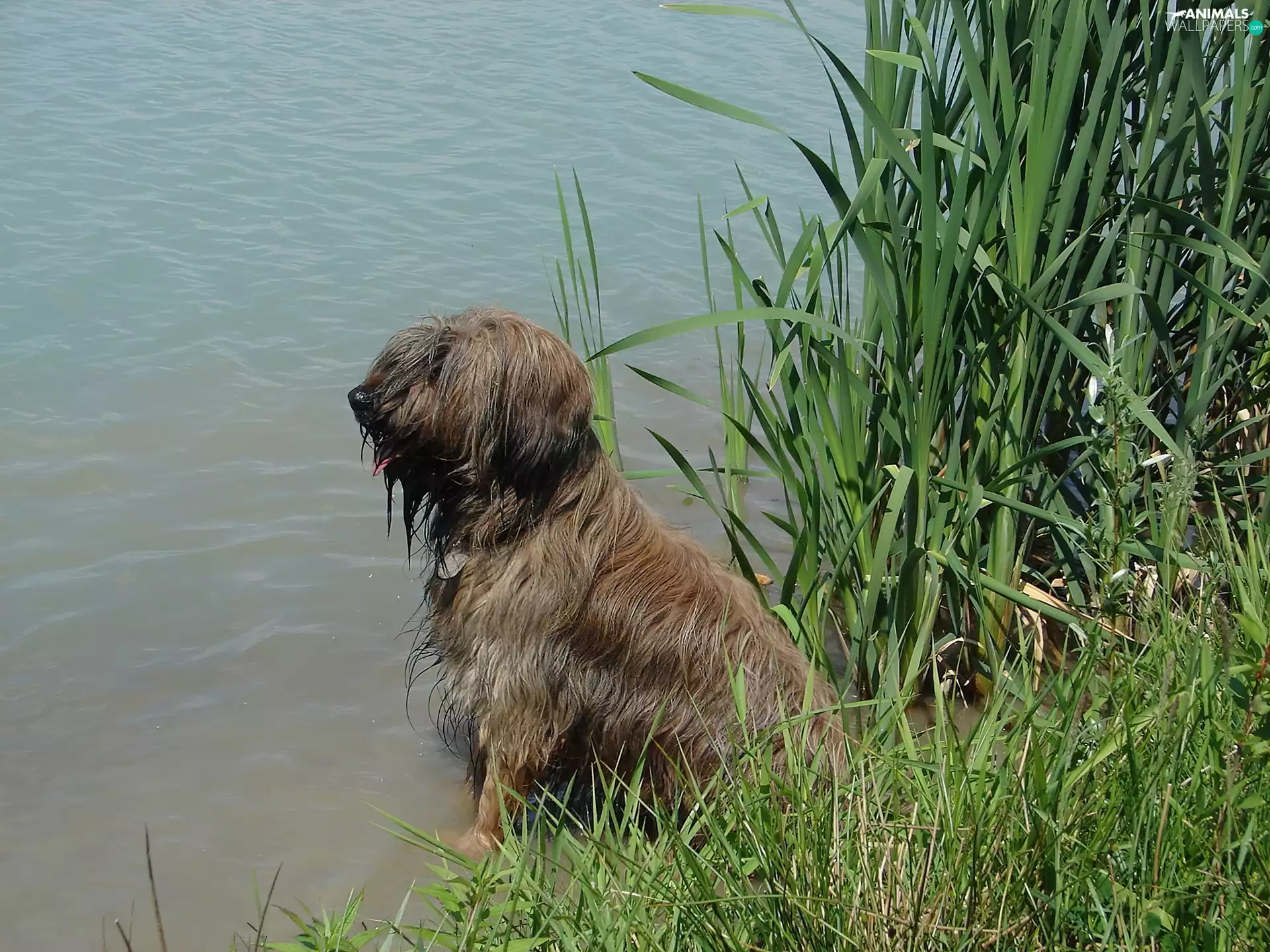 Shepherd French Briard, water