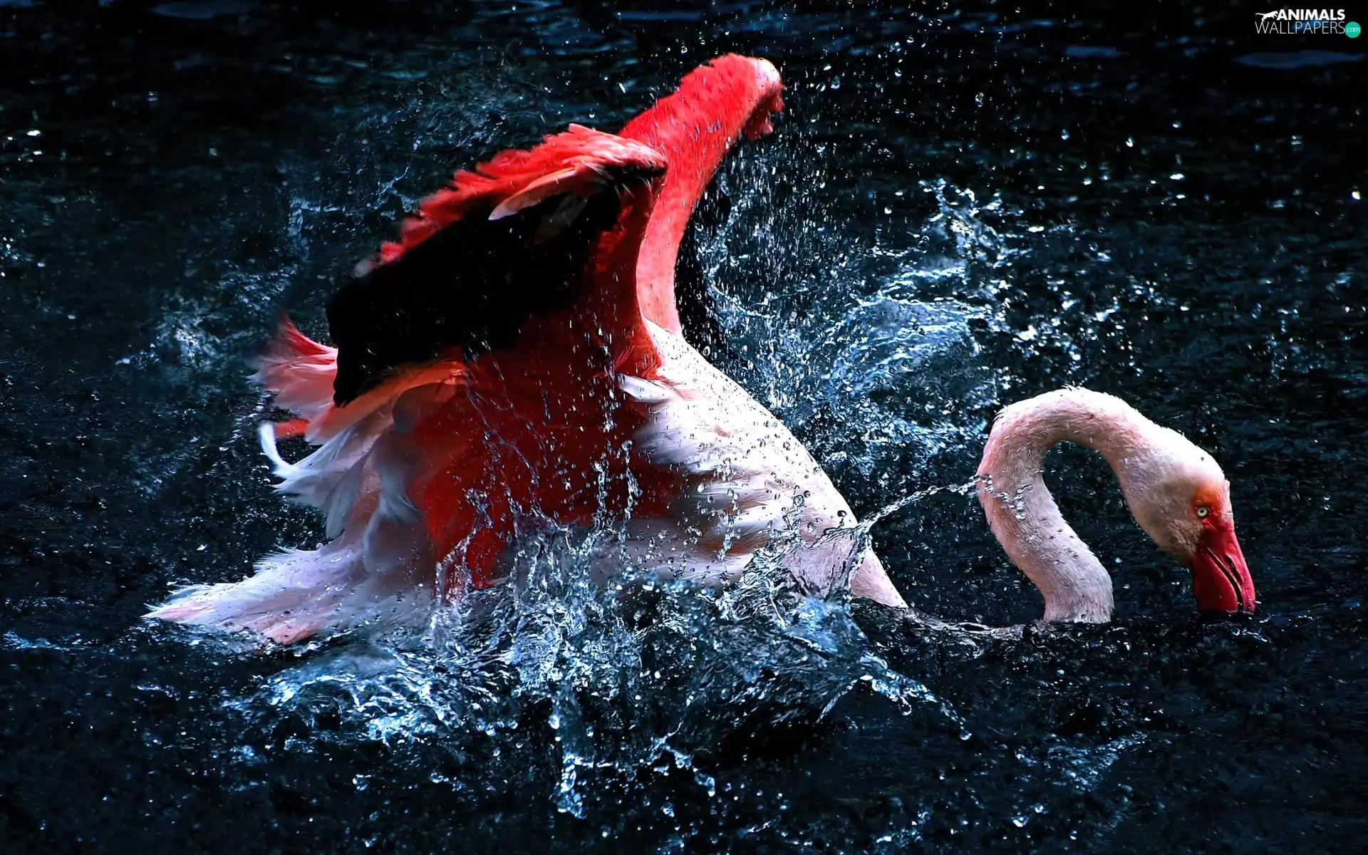 water, flamingo, splash