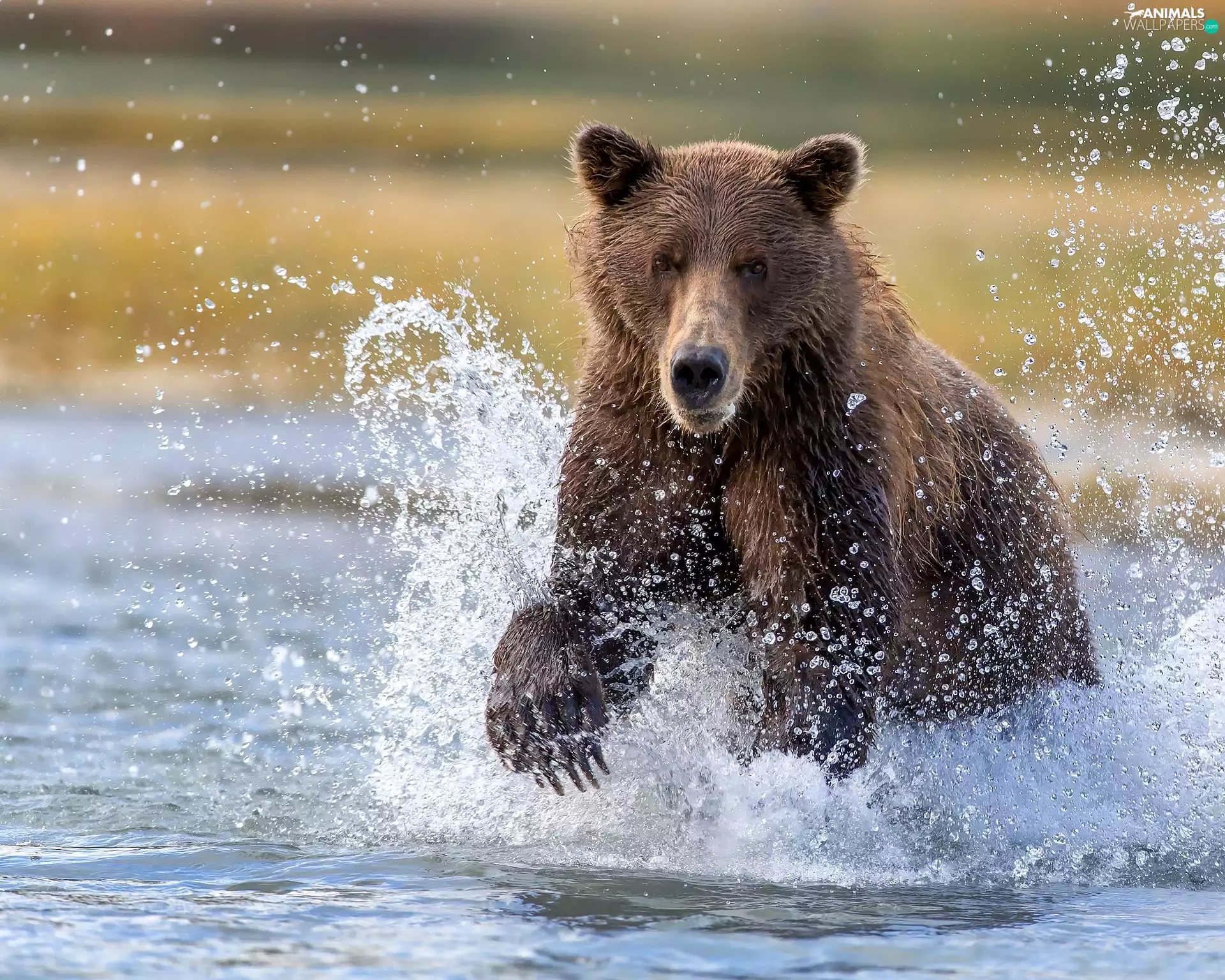 water, Bear, Splashing
