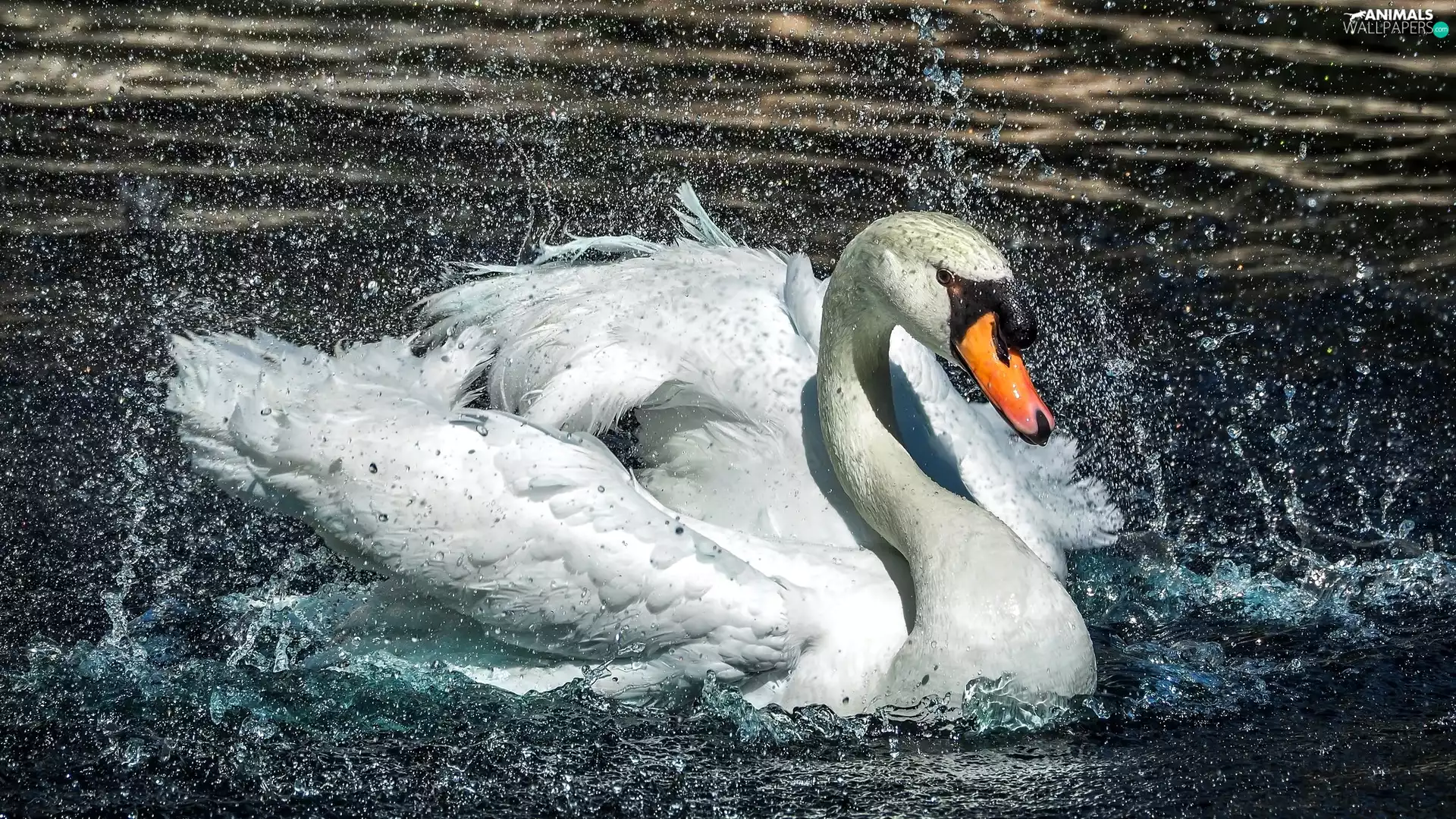 water, Swans, Splashing