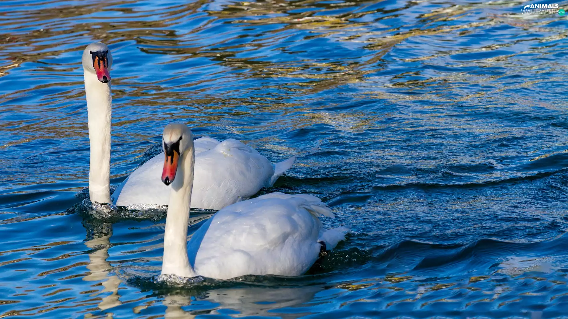 Swan, birds, Steam, water, White, Two cars