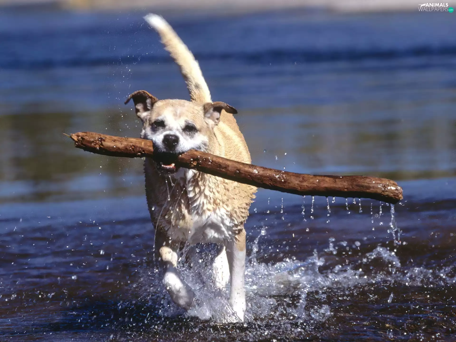 water, dog, Stick